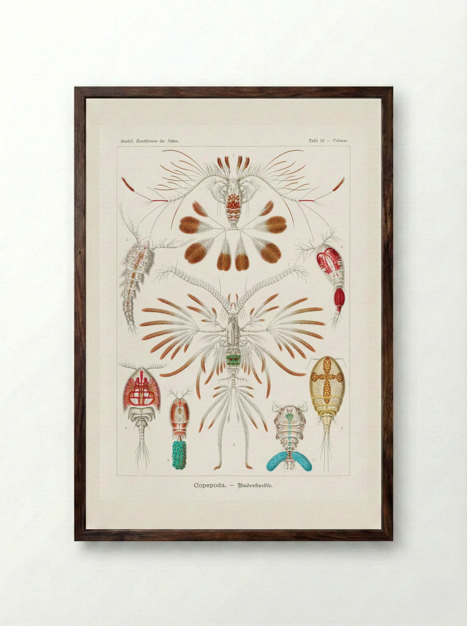 Copepoda-Ruderkrebse (1904) - Ernst Haeckel - Framed Print Dark Wood