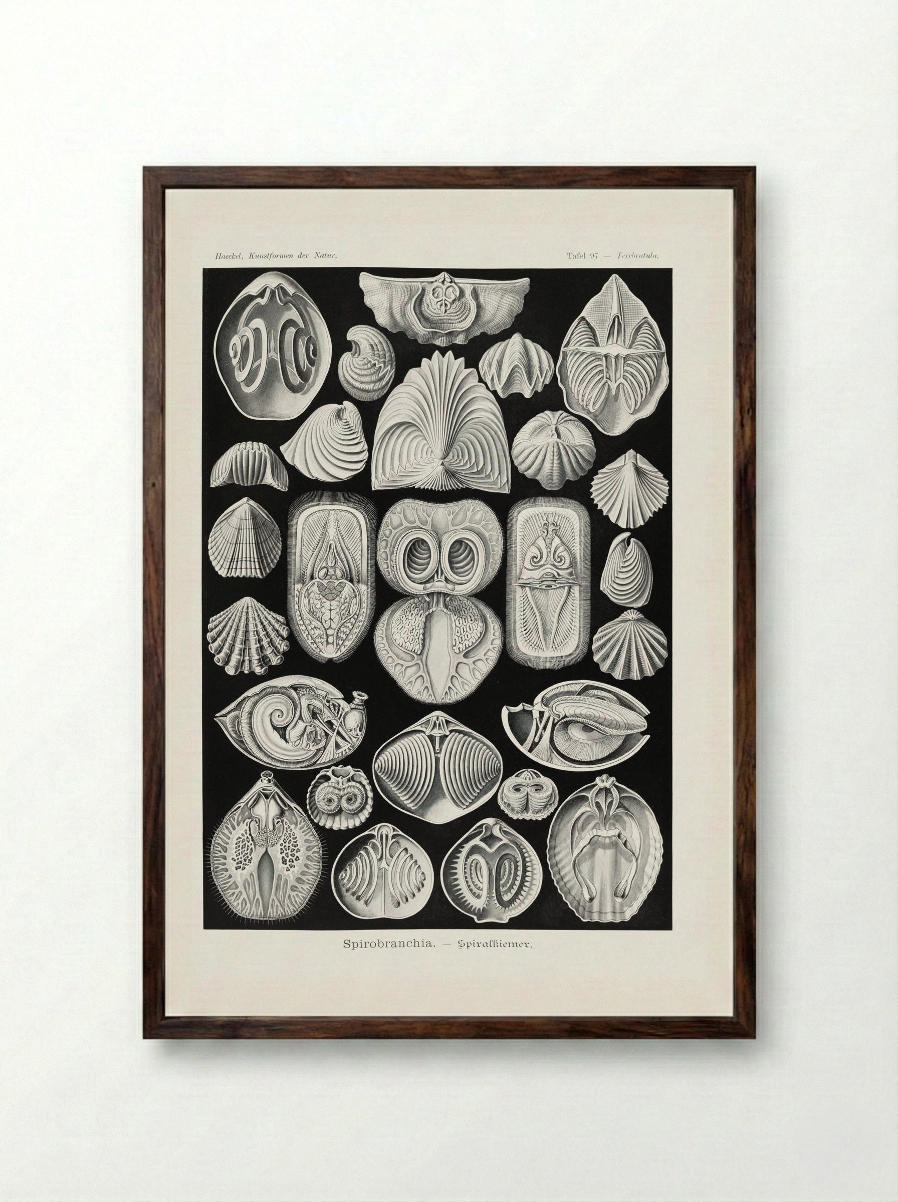 Spirobranchia-Spiralkiemer (1904) - Ernst Haeckel - Framed Print Dark Wood