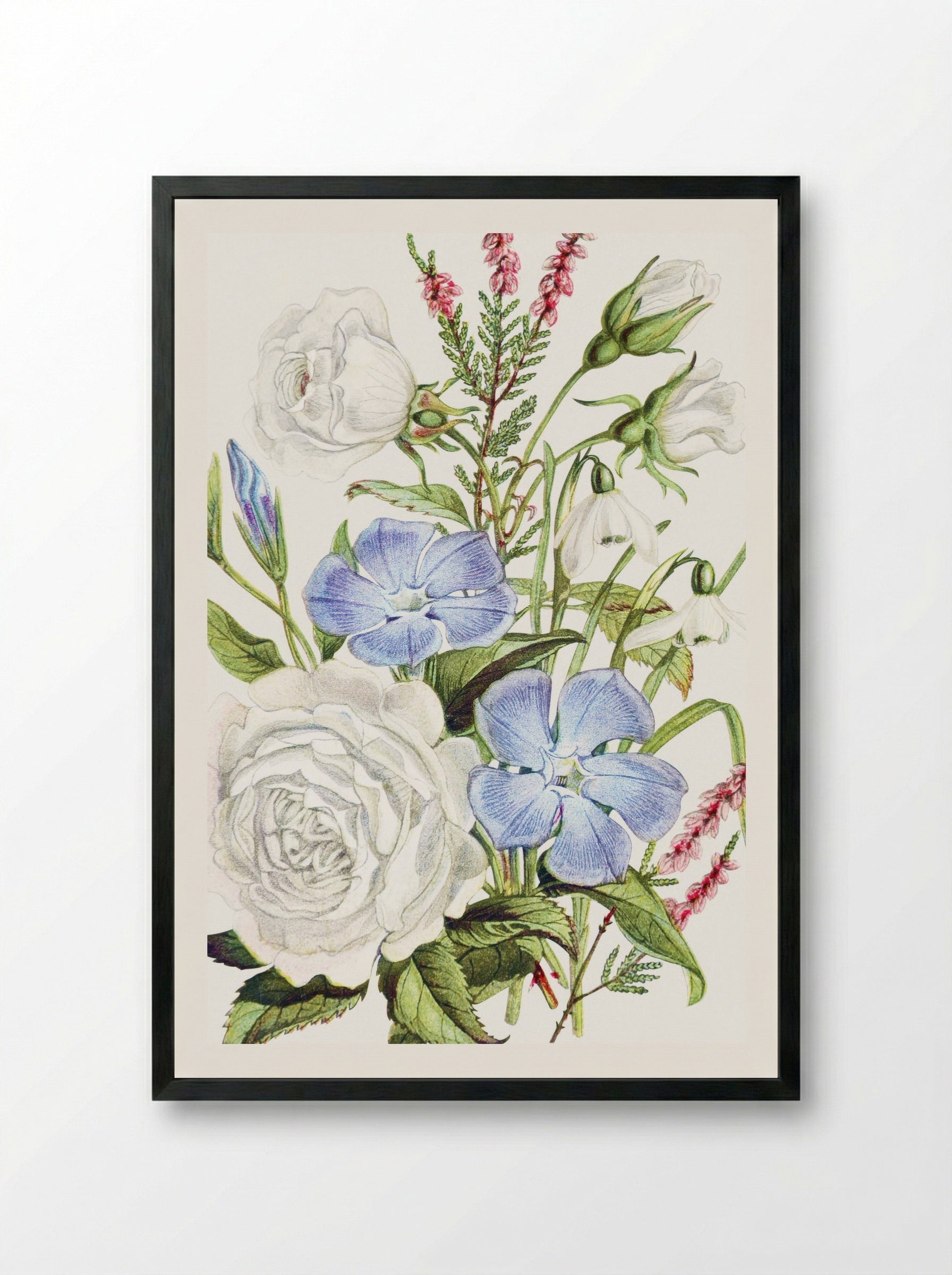 Periwinkle, Snowdrop, White Rose and Common Heath (1896) - Robert Tyas - Framed Print Black