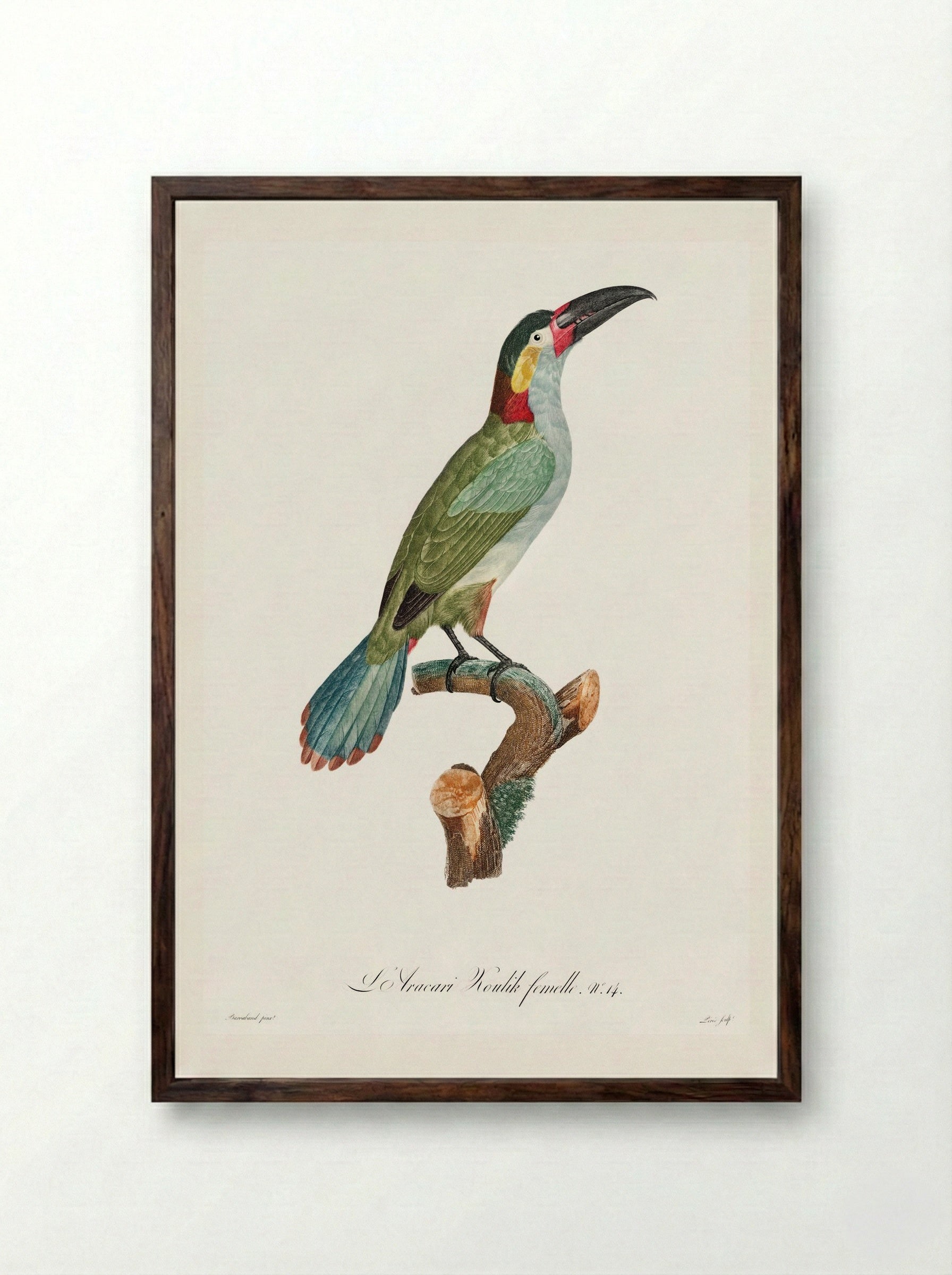 Black-necked Aracari - Jacques Barraband - Framed Print Dark Wood