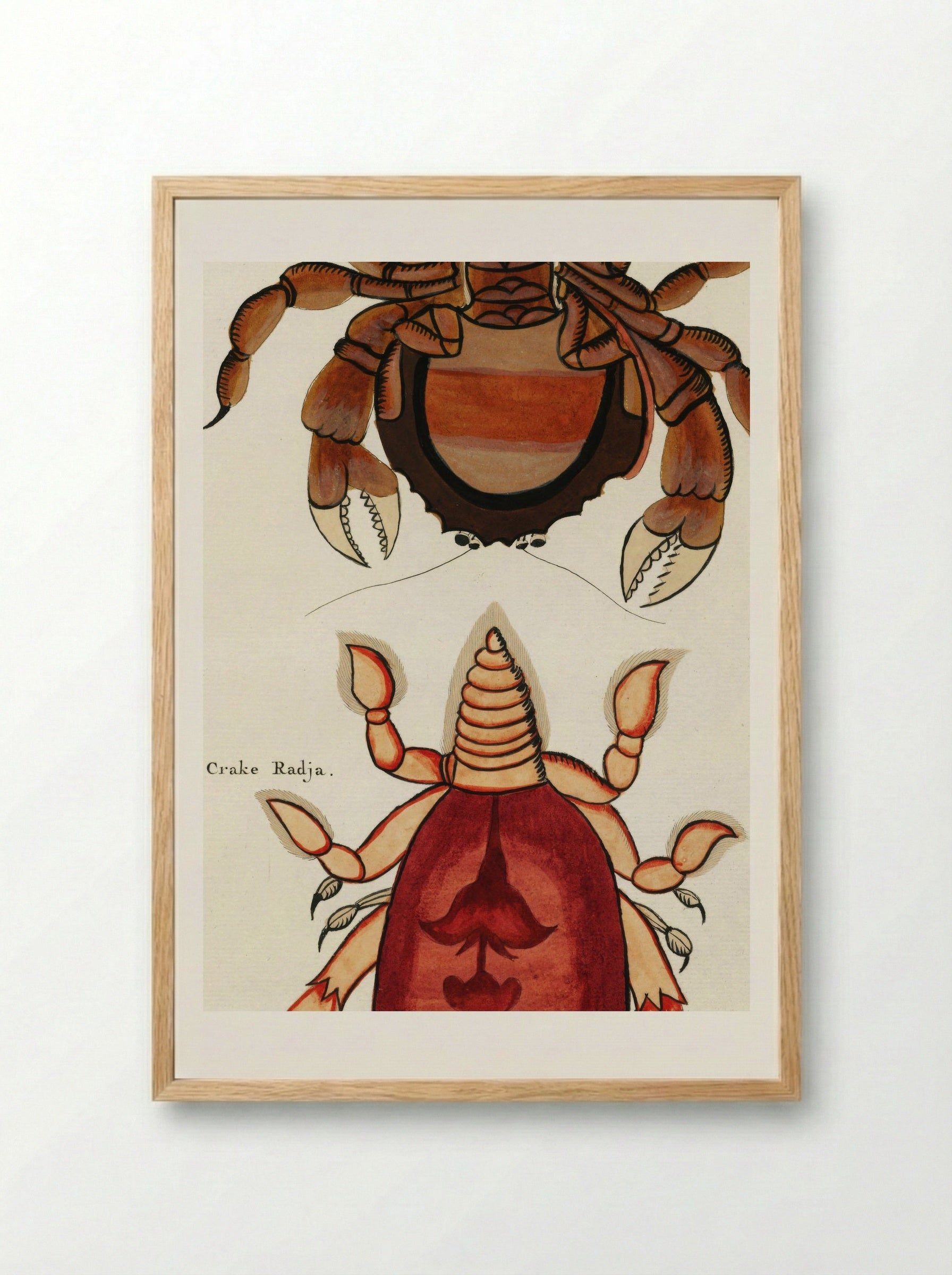 Colourful and Surreal Illustrations of Crabs - Louis Renard - Framed Print Wood