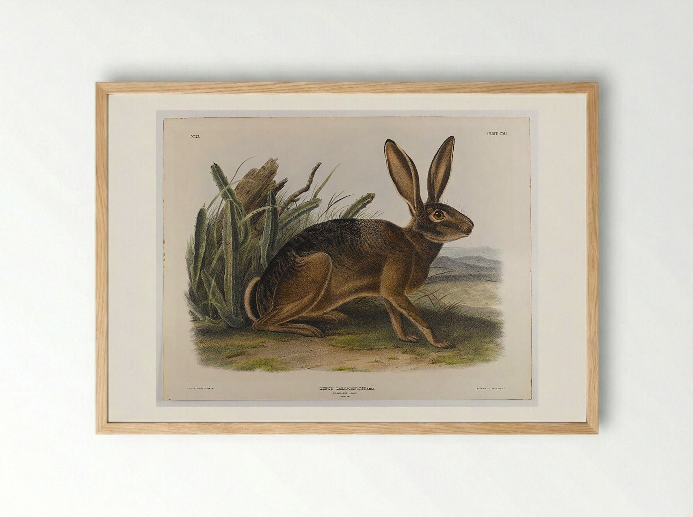 California Hare - John James Audubon - Framed Print Wood