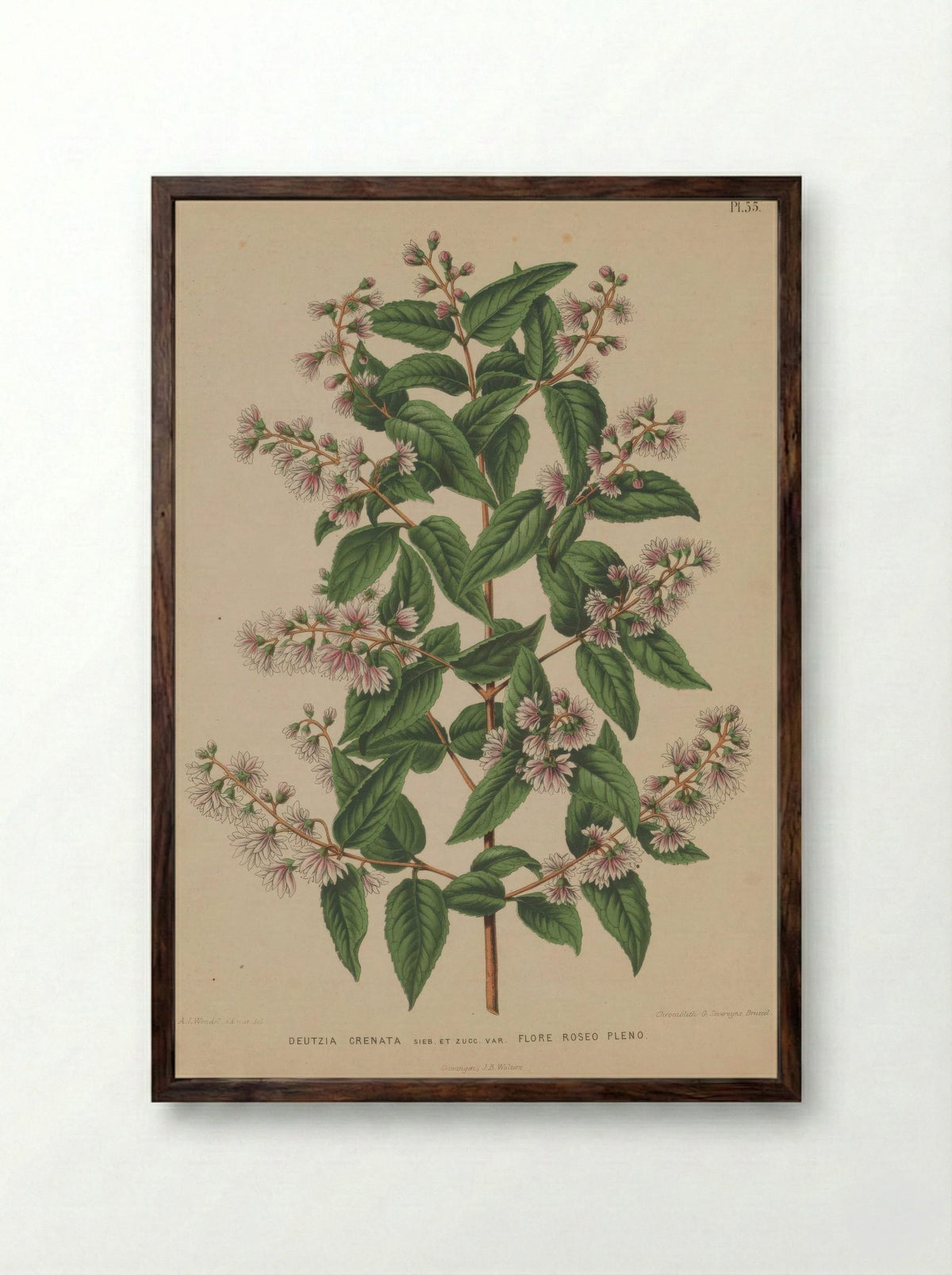 Deutzia Crenata Siebold Zucc. - A. J. Wendel - Framed Print Dark Wood