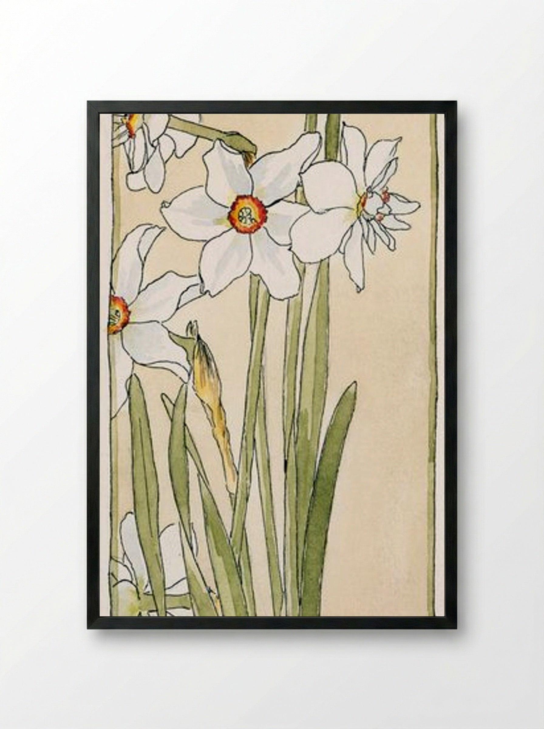 Poet's Narcissus - Hannah Borger Overbeck - Framed Print Black