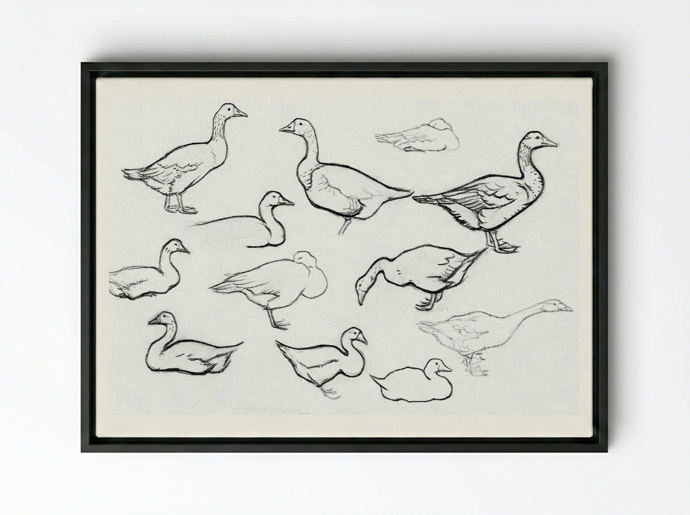 Study of Geese - Julie de Graag - Framed Canvas Black