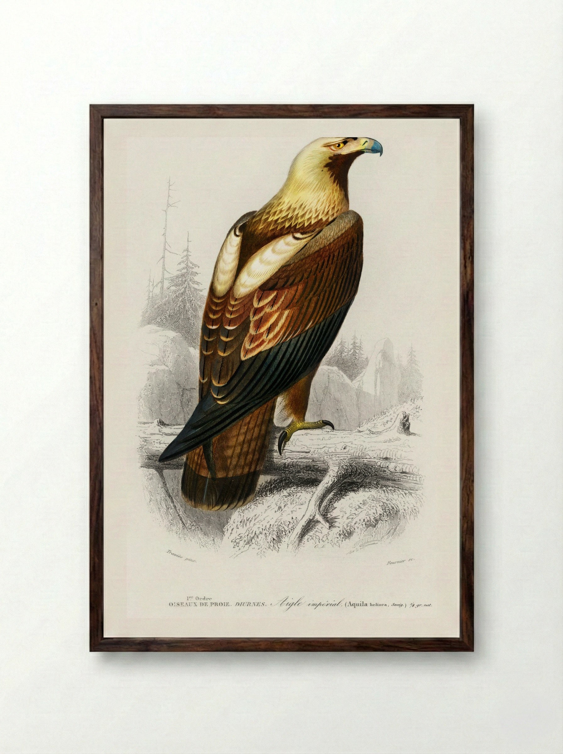 Eastern Imperial Eagle - Charles Dessalines D'Orbigny - Framed Print Dark Wood