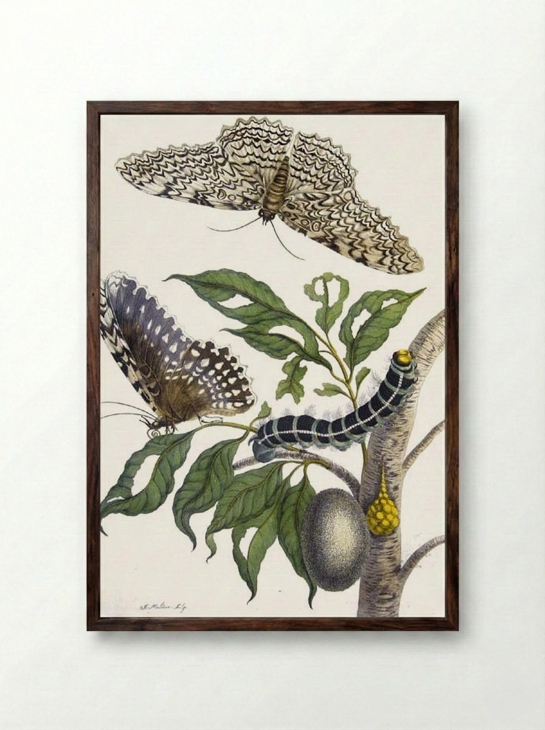 from Metamorphosis insectorum Surinamensium, Plate XX. (Thysania agrippina) - Maria Sibylla Merian - Framed Print Dark Wood