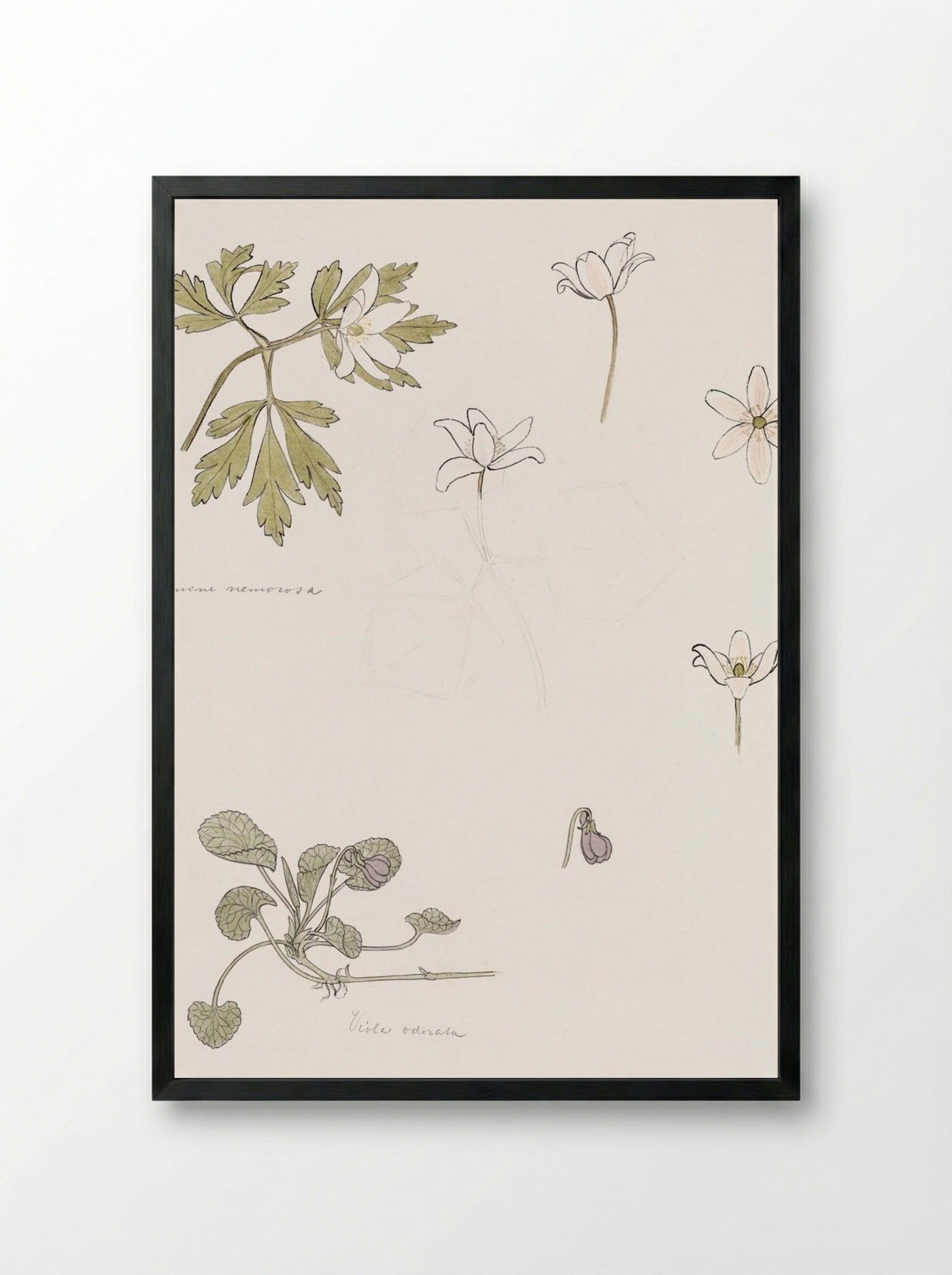 Sketches of Wood Anemone and Sweet Violet - Julie de Graag - Framed Print Black