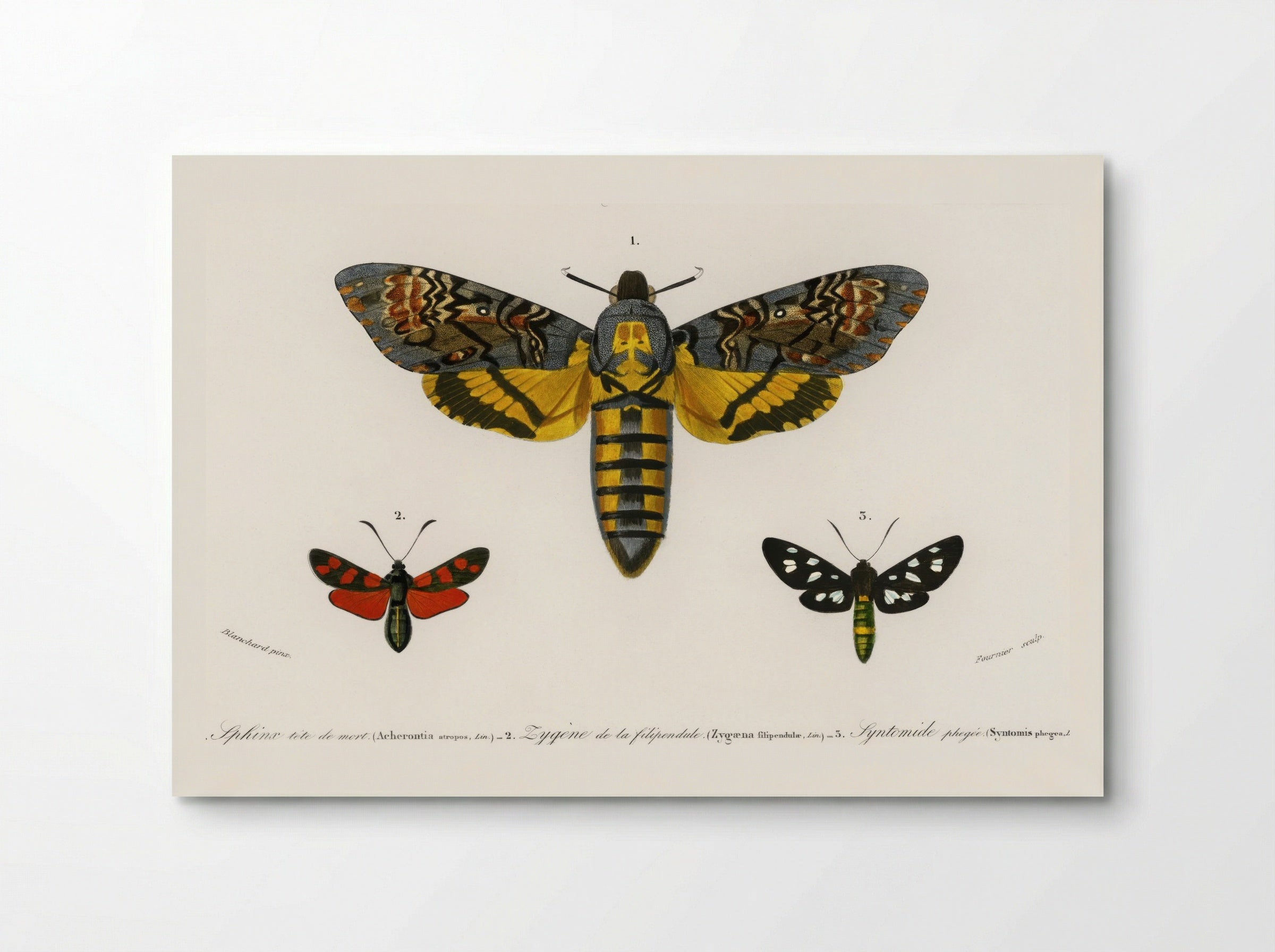 Collection of Butterflies - Charles Dessalines D'Orbigny - Poster