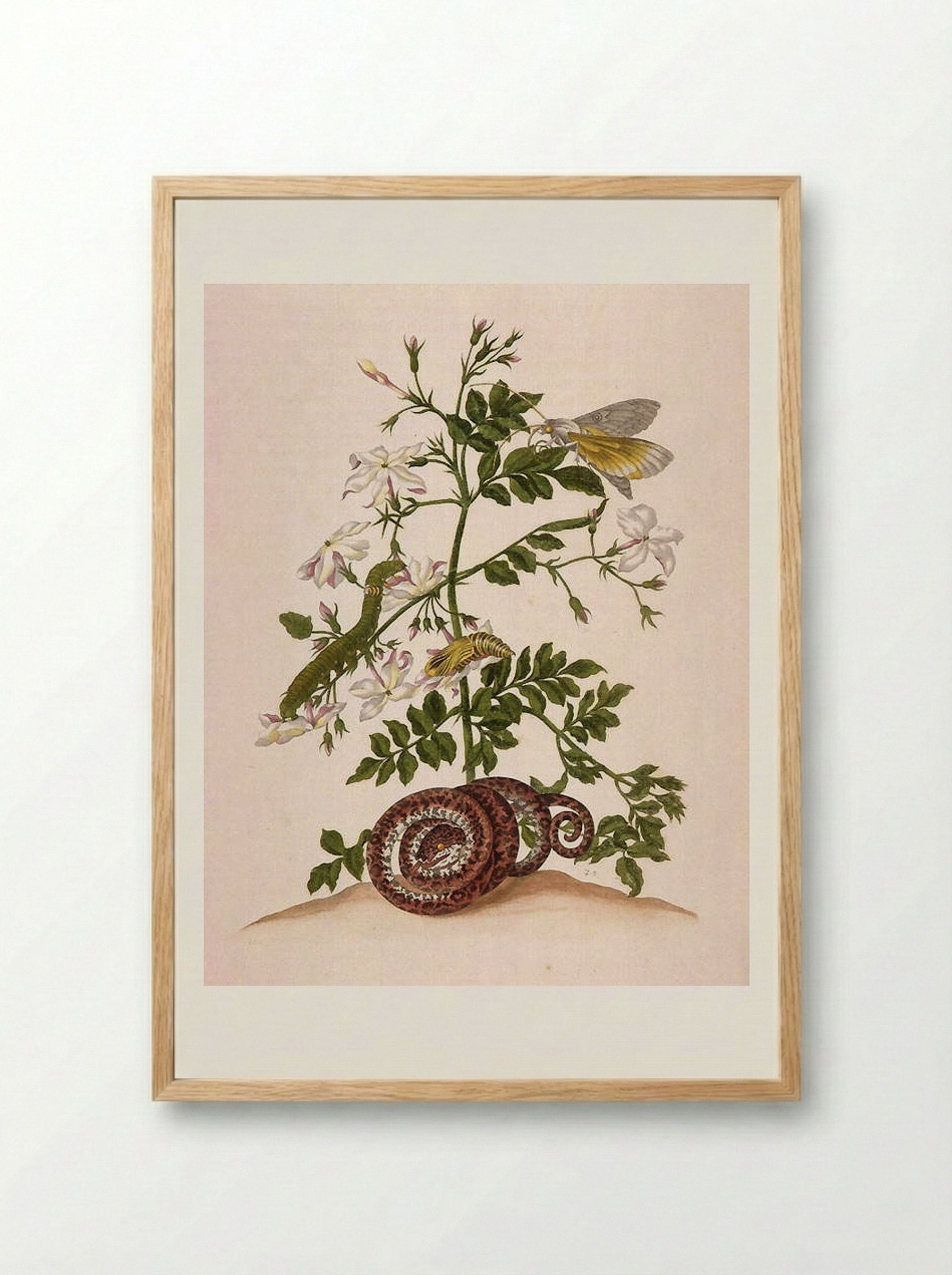Metamorphosis insectorum Surinamensium (Metamorphosis of the Insects of Suriname), figure 46 - Maria Sibylla Merian - Framed Print Wood