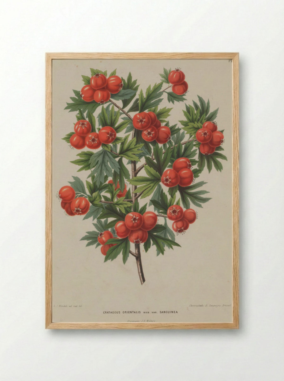 Crataegus Orientalis Pallas Ex Bieb. - A. J. Wendel - Framed Print Wood