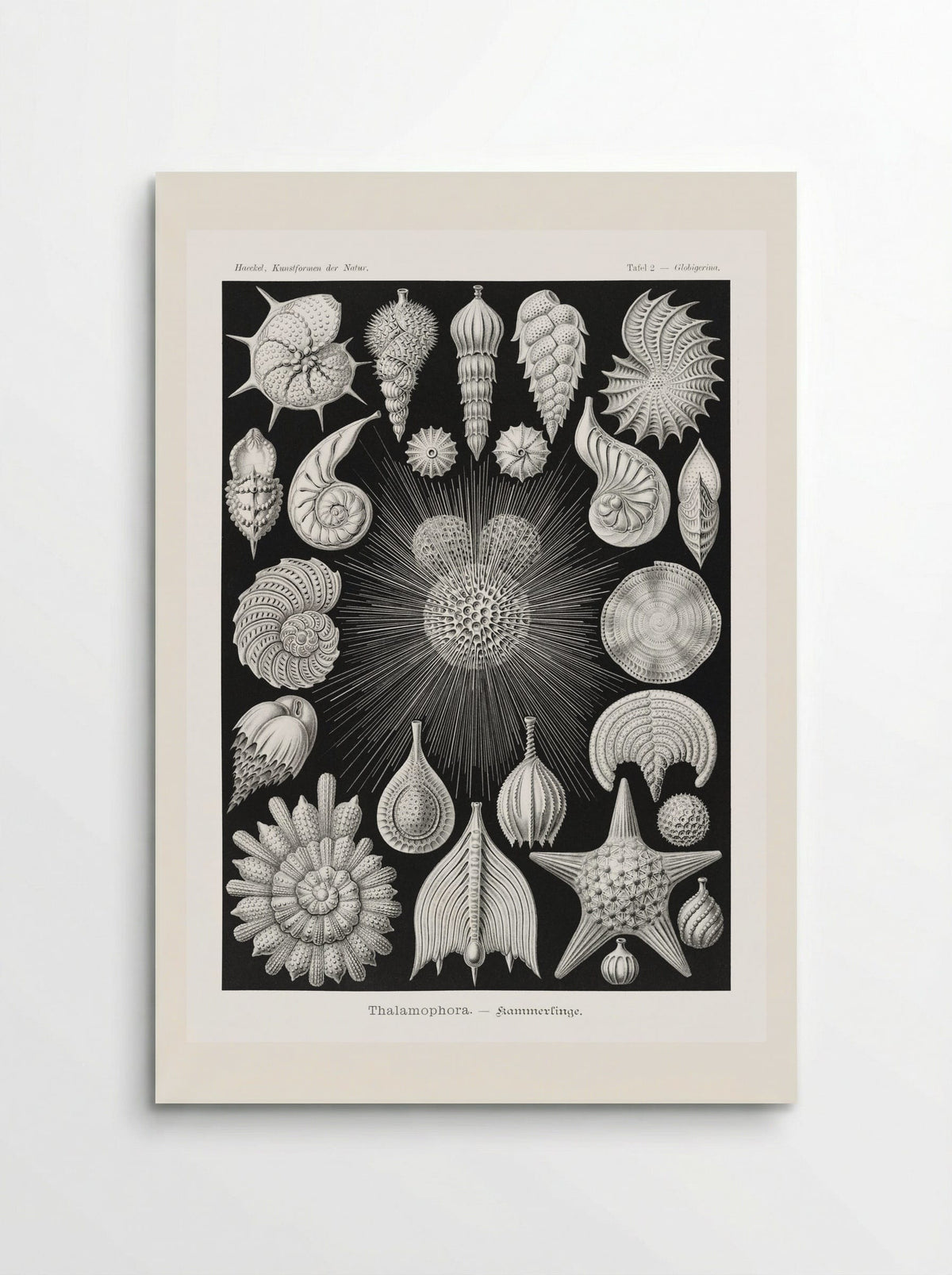Thalamophora-Kammerlinge (1904) - Ernst Haeckel - Poster