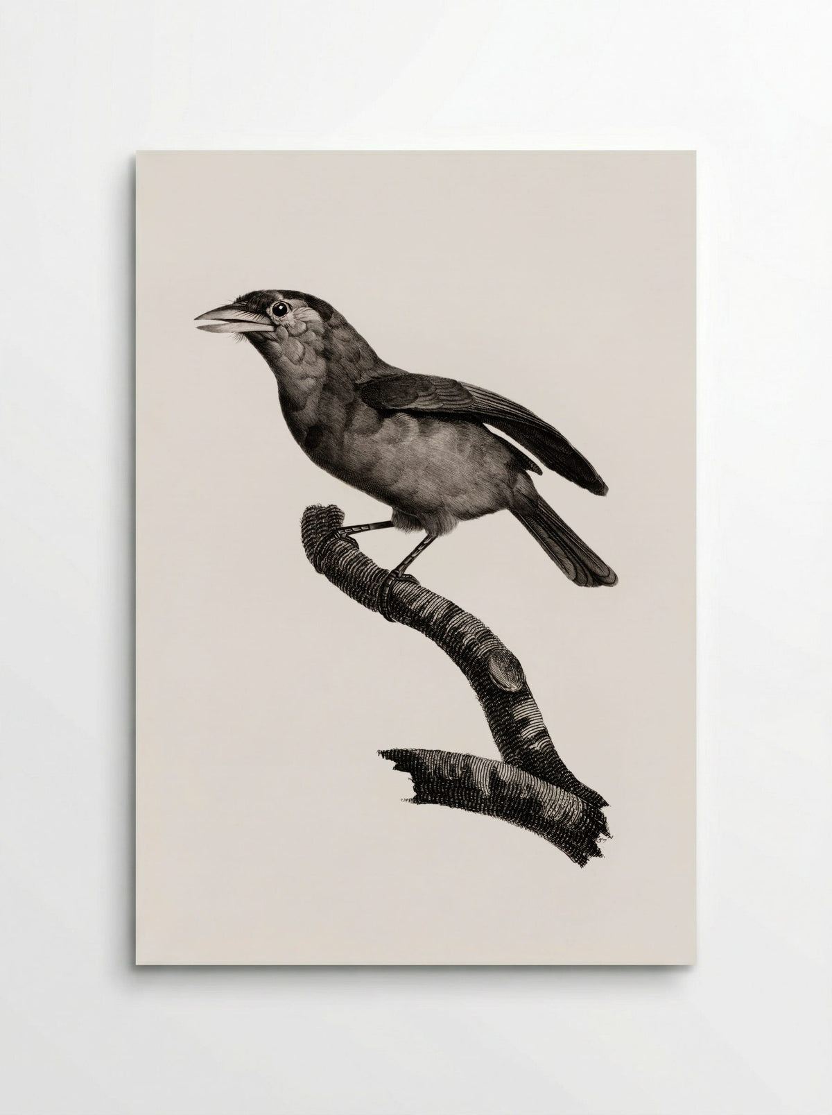 Blue-throated Barbet - Jacques Barraband - Poster