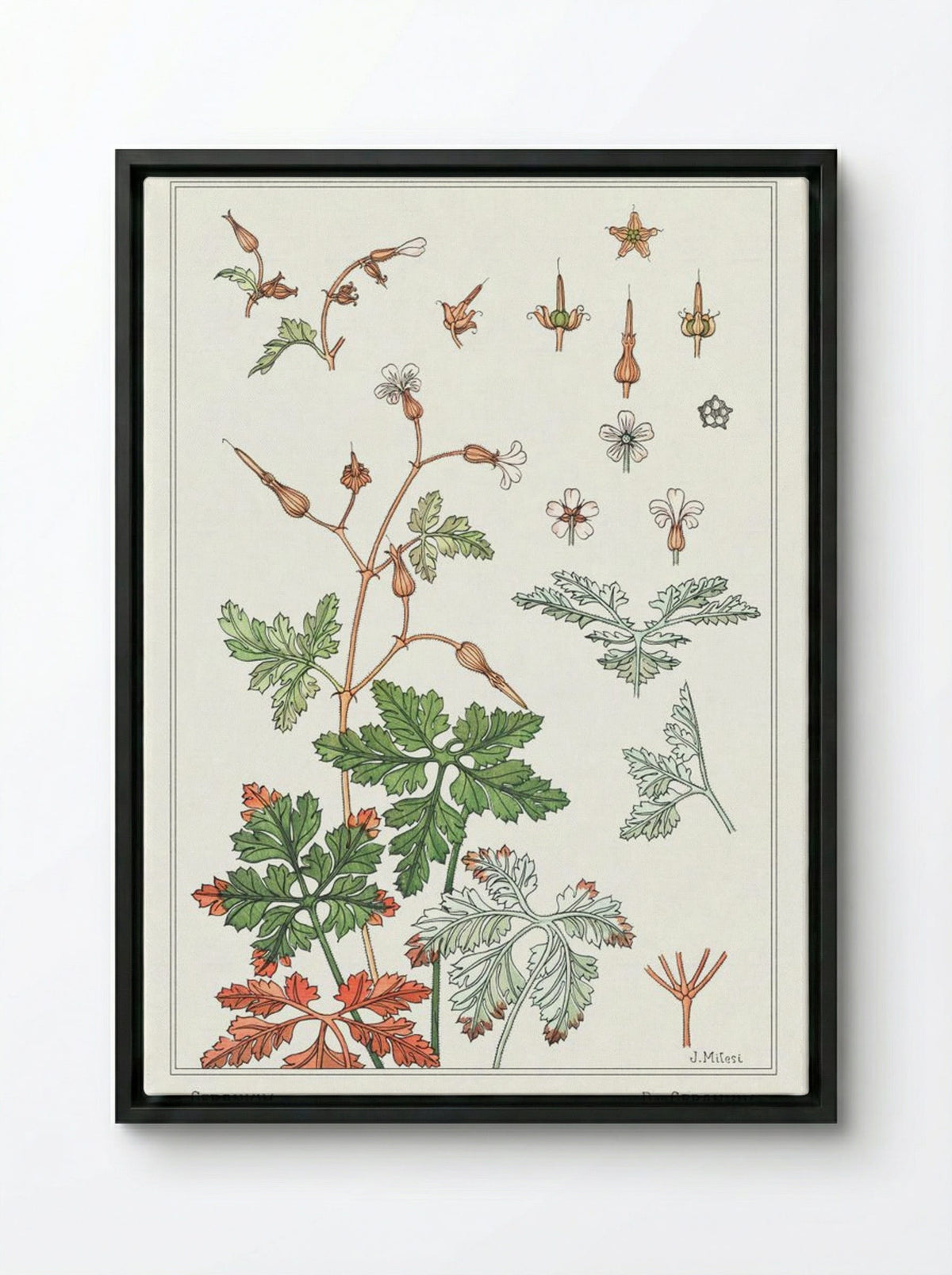 Geranium sauvage (Geranium) - Maurice Pillard Verneuil - Framed Canvas Black
