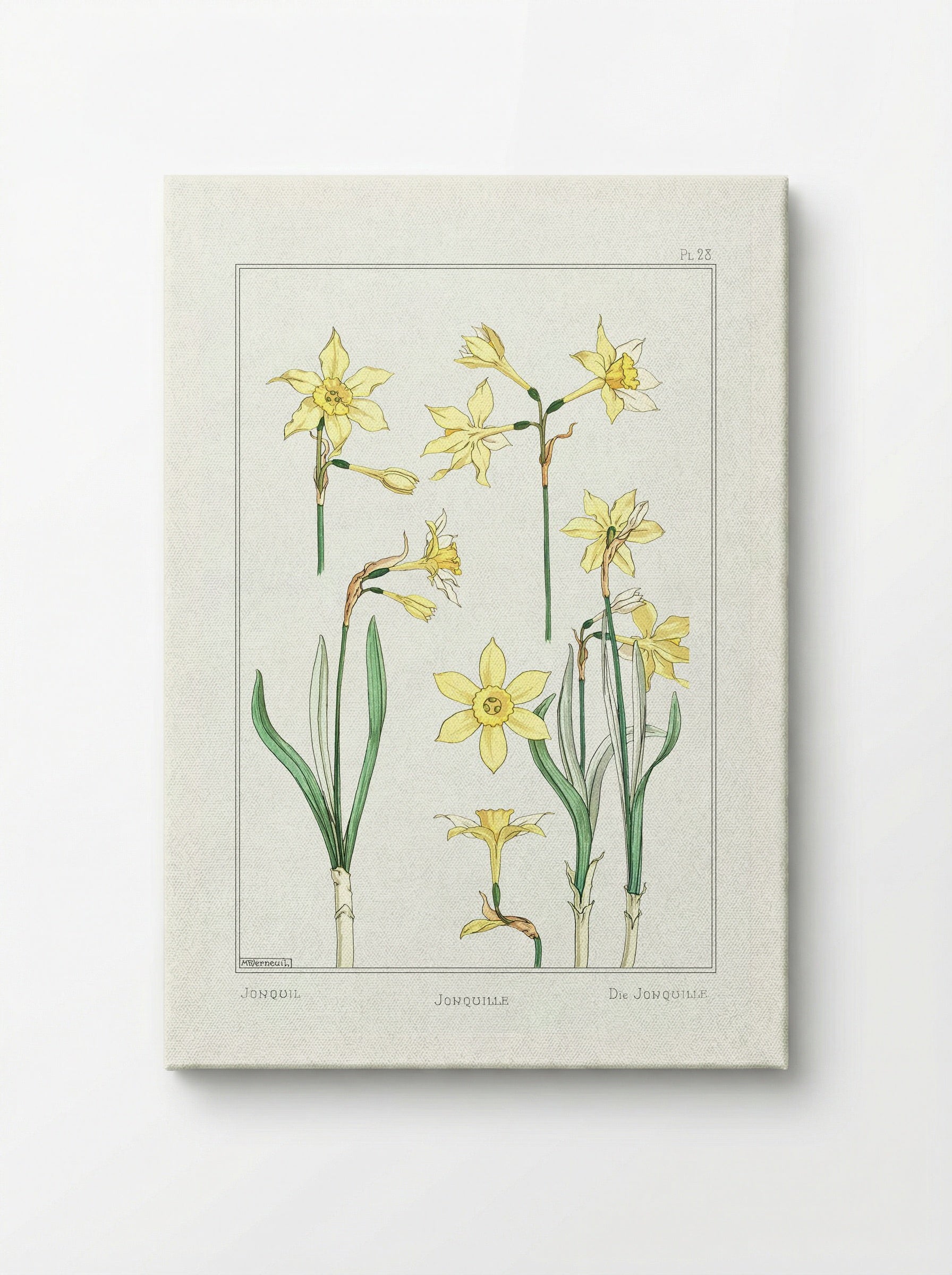 Jonquille or Jonquil - Maurice Pillard Verneuil - Canvas