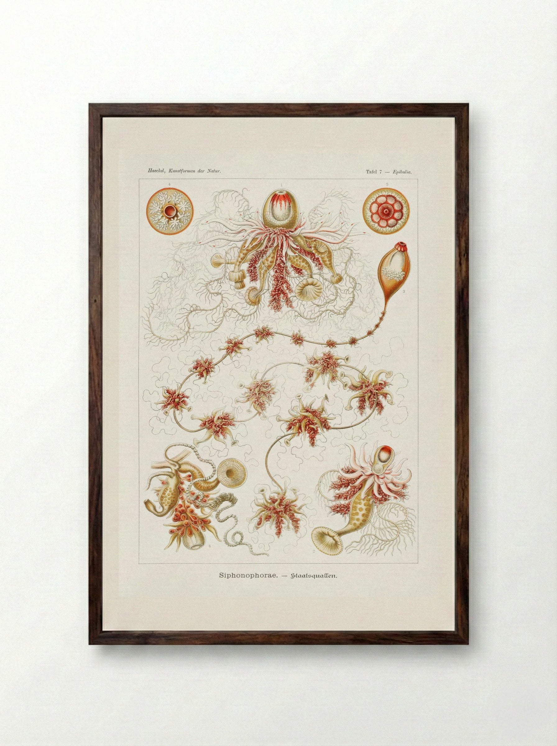 Siphonophorae-Staatsquallen (1904) - Ernst Haeckel - Framed Print Dark Wood