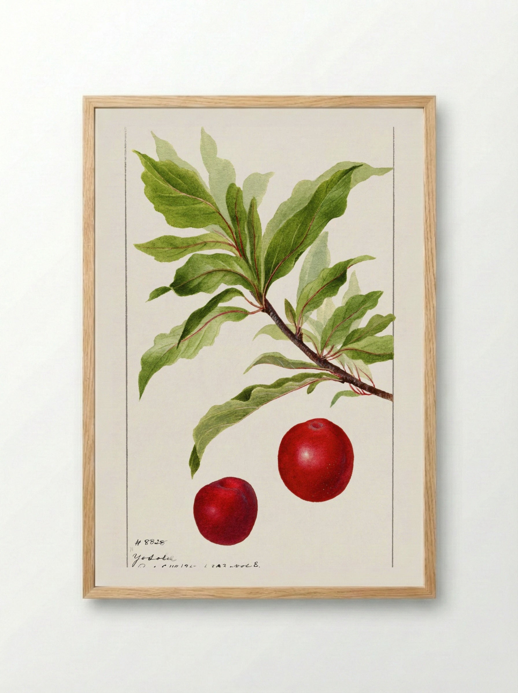 Plums (Prunus Domestica) (1895) - Deborah Griscom Passmore - Framed Print Wood
