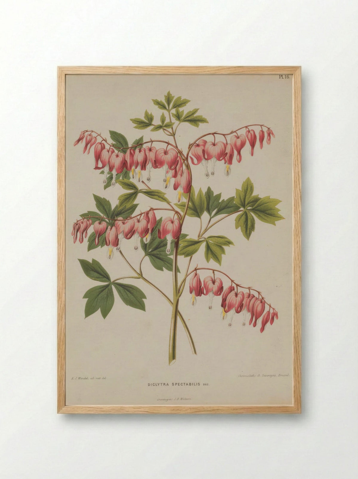 Fumaria spectabilis – A.J. Wendel - Framed Print Wood