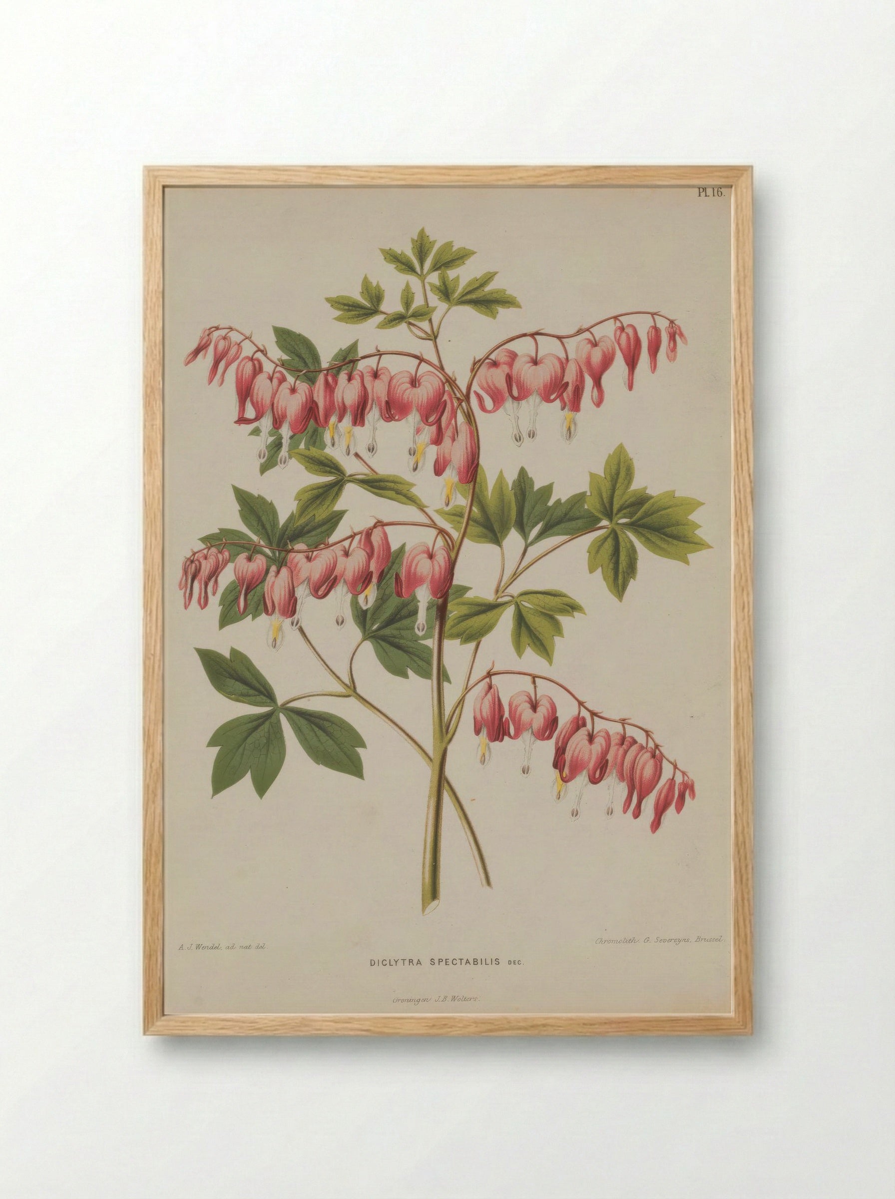 Fumaria spectabilis – A.J. Wendel - Framed Print Wood