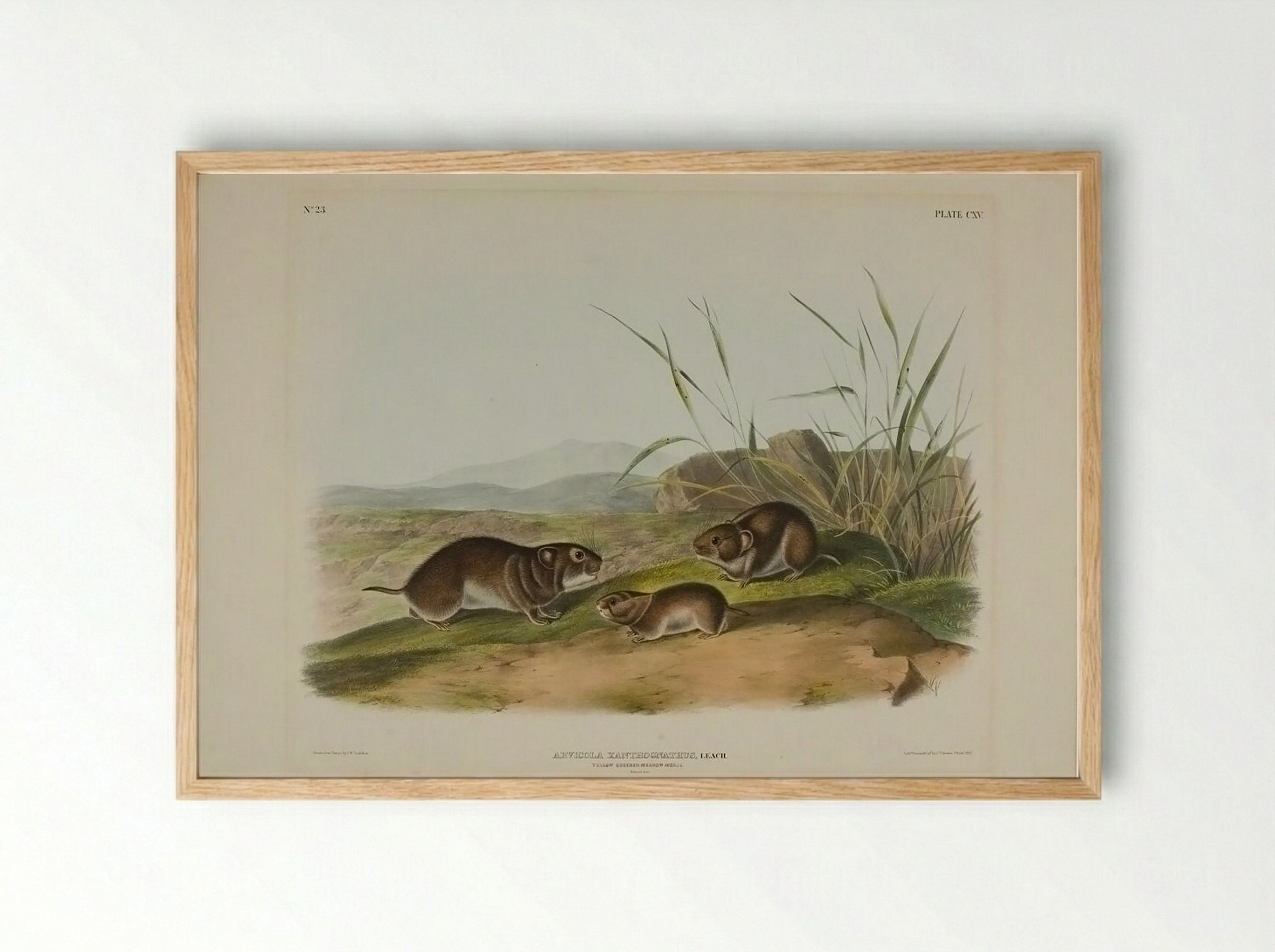 Yellow Cheeked Meadow Mouse (Arviicola Xanthognathus, Leach) - John James Audubon - Framed Print Wood