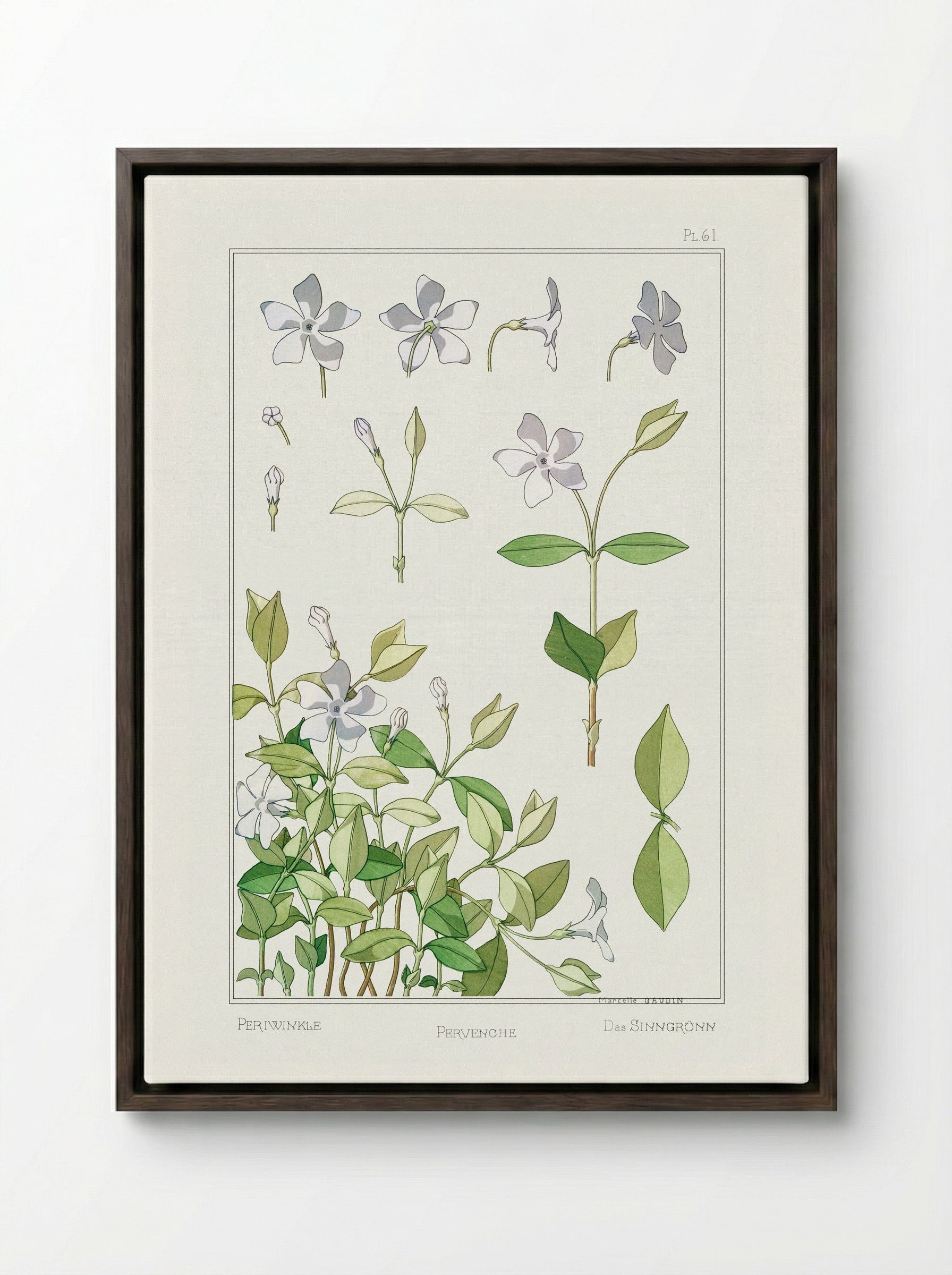 Pervenche (Periwinkle) - Maurice Pillard Verneuil - Framed Canvas Dark Wood