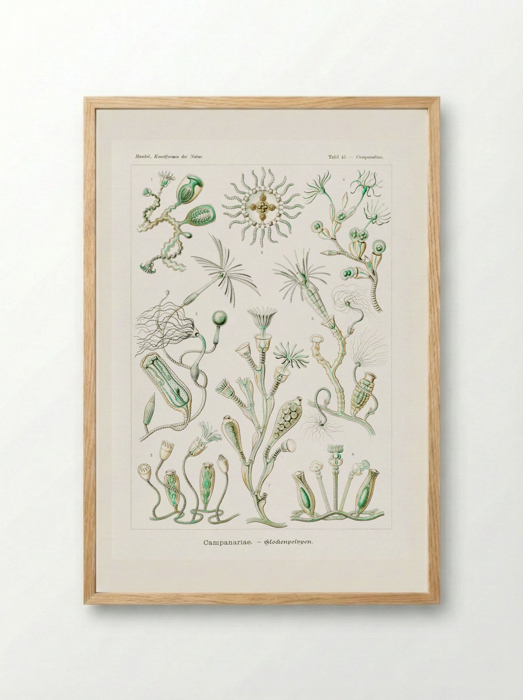 Campanariae-Glockenpolnpen (1904) - Ernst Haeckel - Framed Print Wood