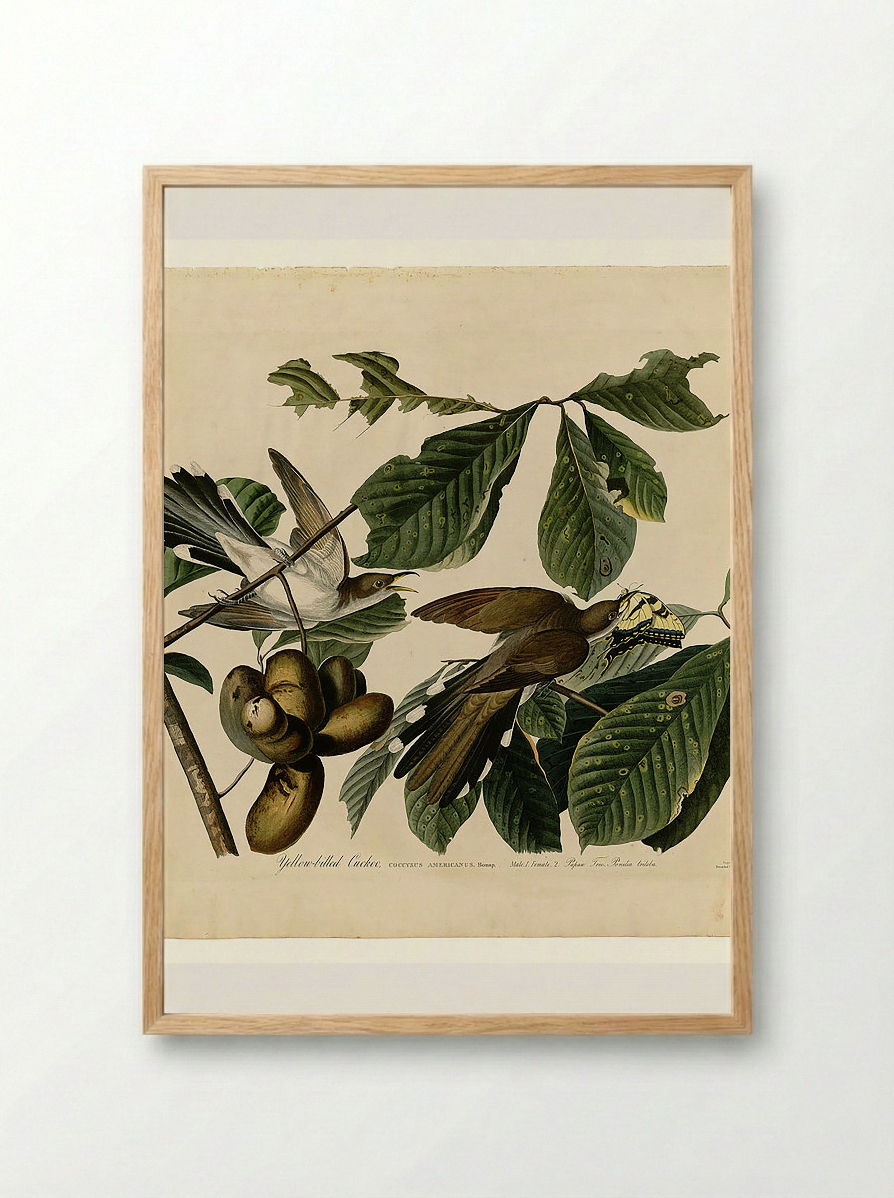 Plate 2. Yellow-billed Cuckoo - John James Audubon - Framed Print Wood