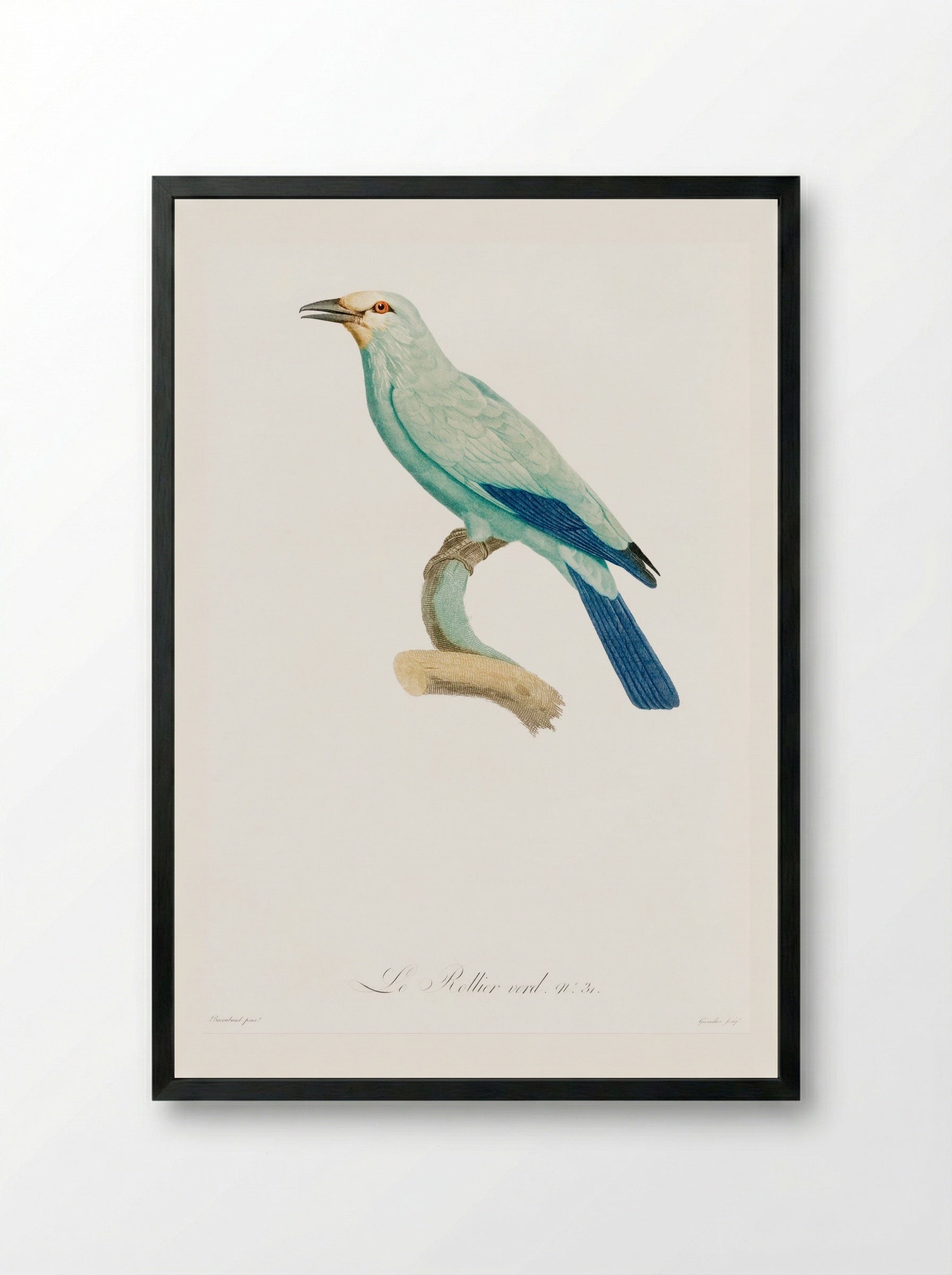 Green Roller - Jacques Barraband - Framed Print Black
