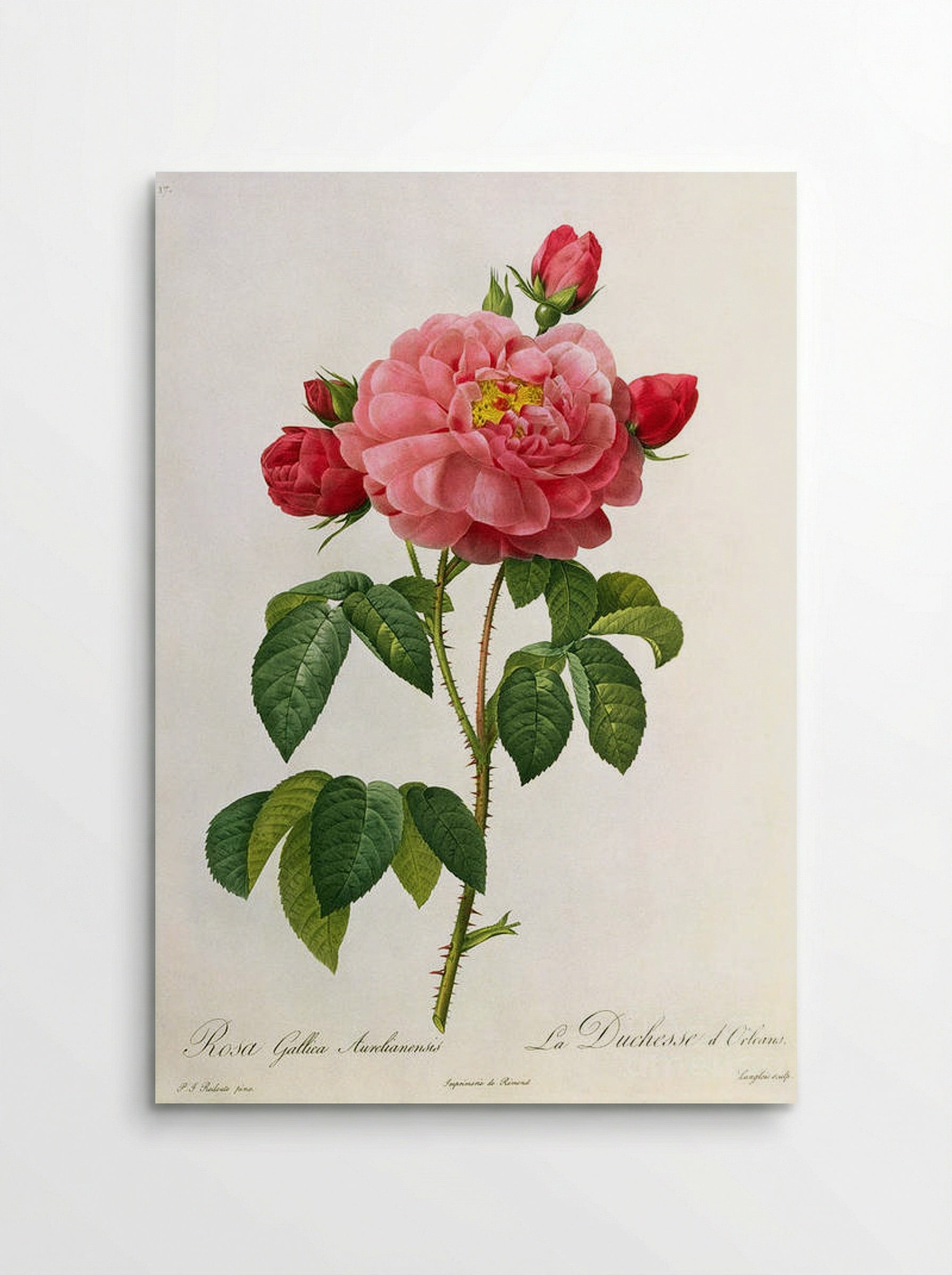 Rosa Gallica Aurelianensis - Pierre-Joseph Redouté - Poster