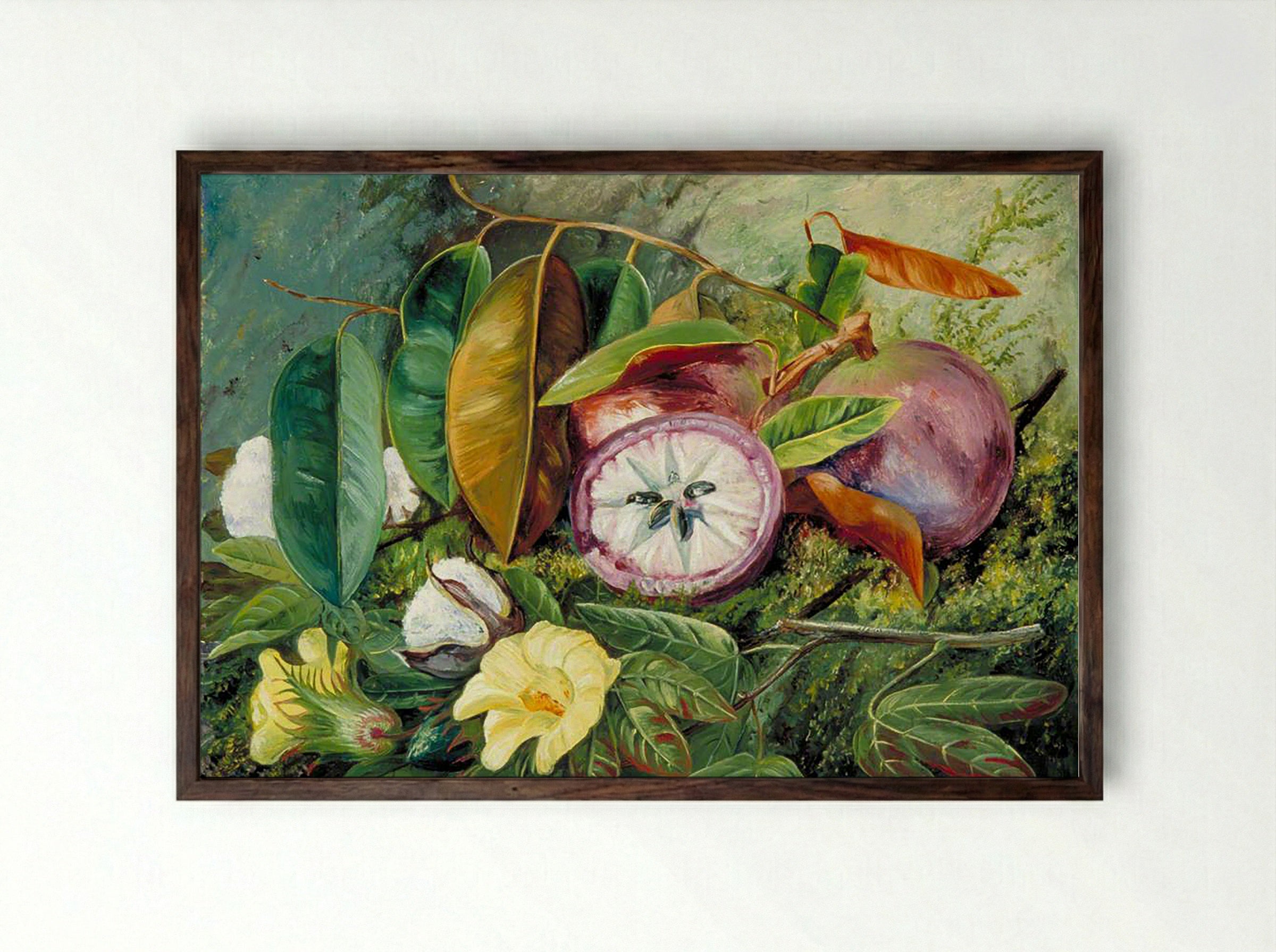 Foliage, Flowers and Seed-Vessels of Cotton and Fruit of Star Apple, Jamaica - Marianne North - Framed Print Dark Wood
