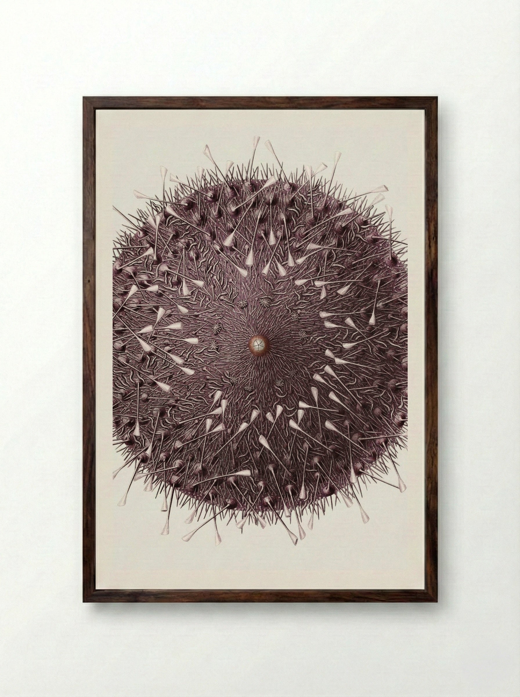 Sea Urchin Illustration - Albert I of Monaco - Framed Print Dark Wood