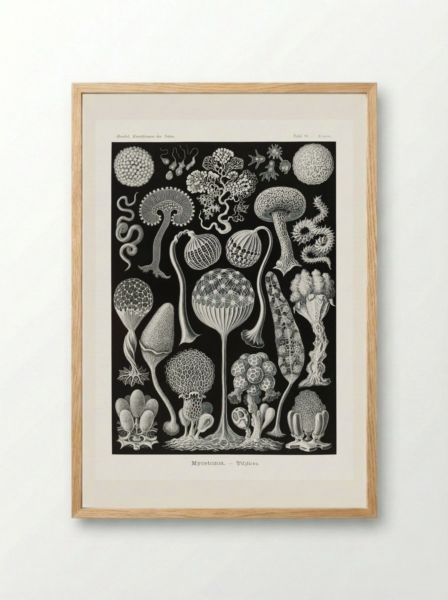 Mycetozoa-Pilztiere (1904) - Ernst Haeckel - Framed Print Wood