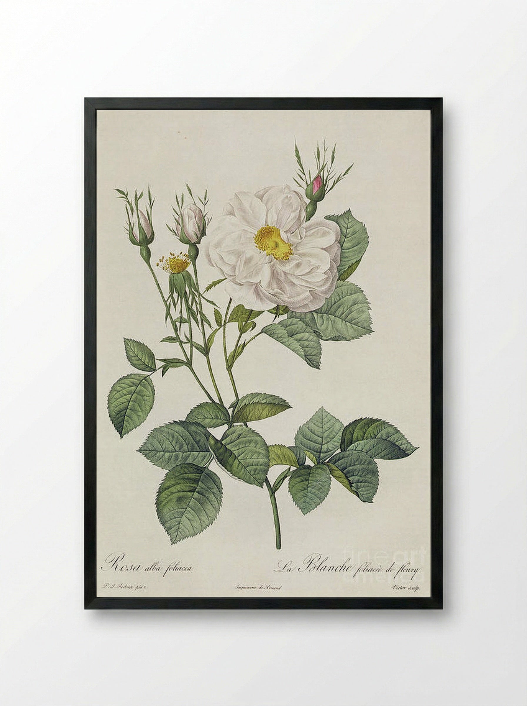 Rosa Alba Foliacea - Pierre-Joseph Redouté - Framed Print Black