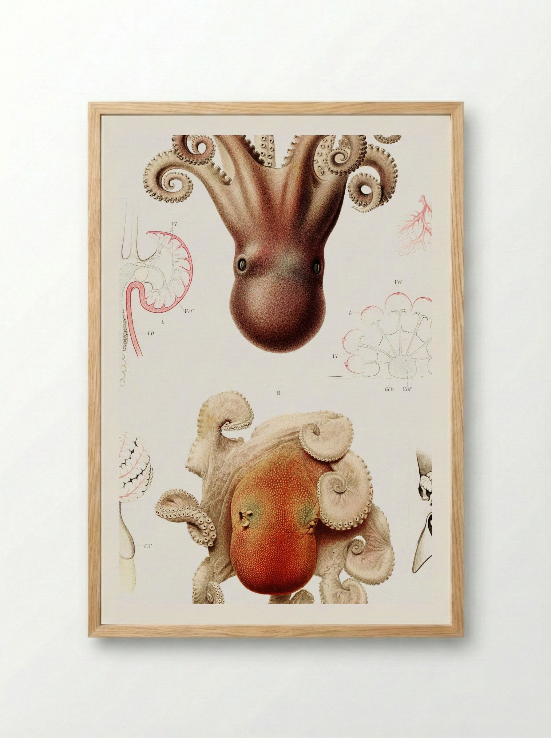 Octopus Illustration - Albert I of Monaco - Framed Print Wood