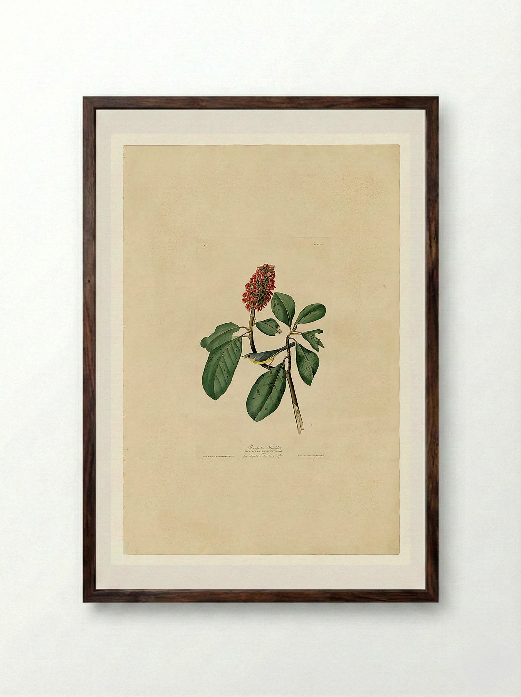 Plate 5. Bonaparte's Flycatcher - John James Audubon - Framed Print Dark Wood