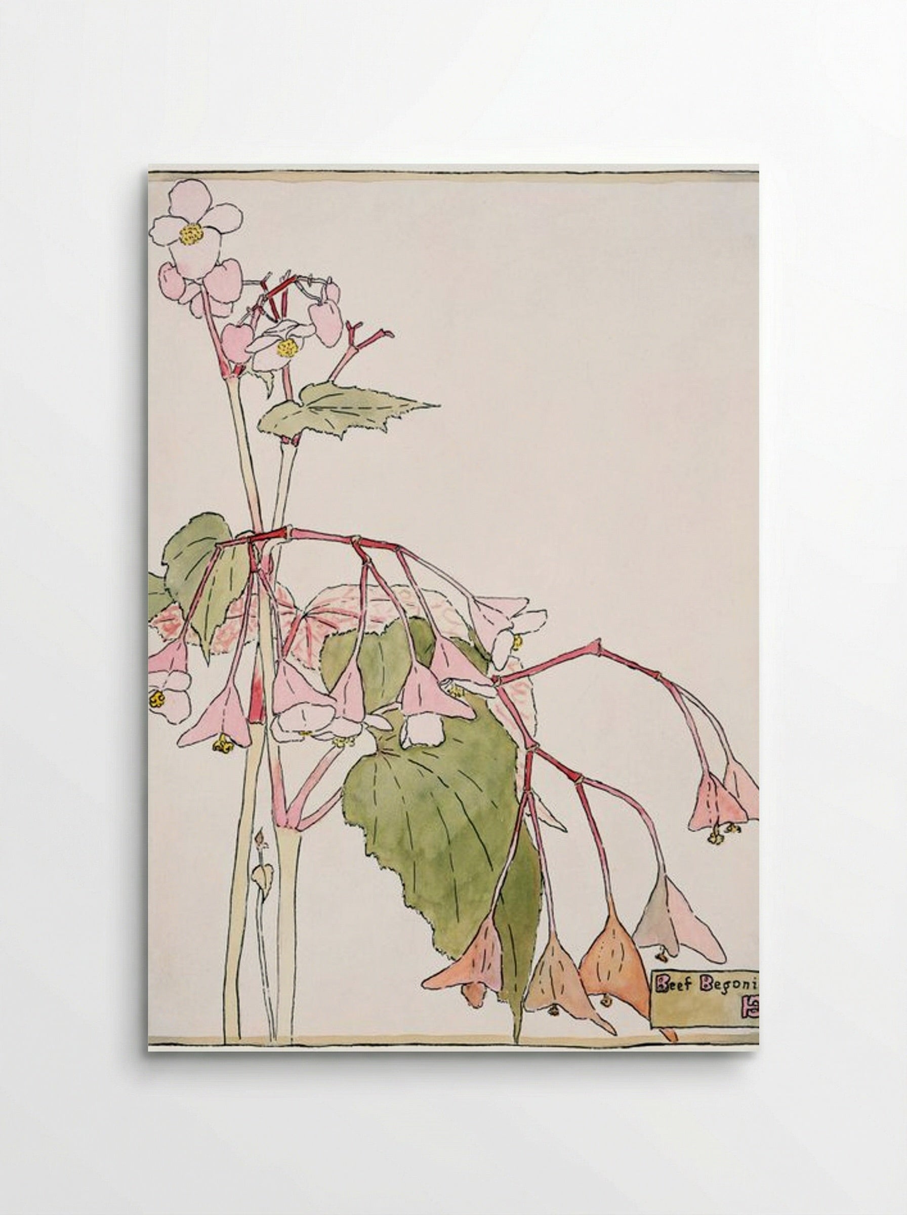 Beef Begonia - Hannah Borger Overbeck - Poster
