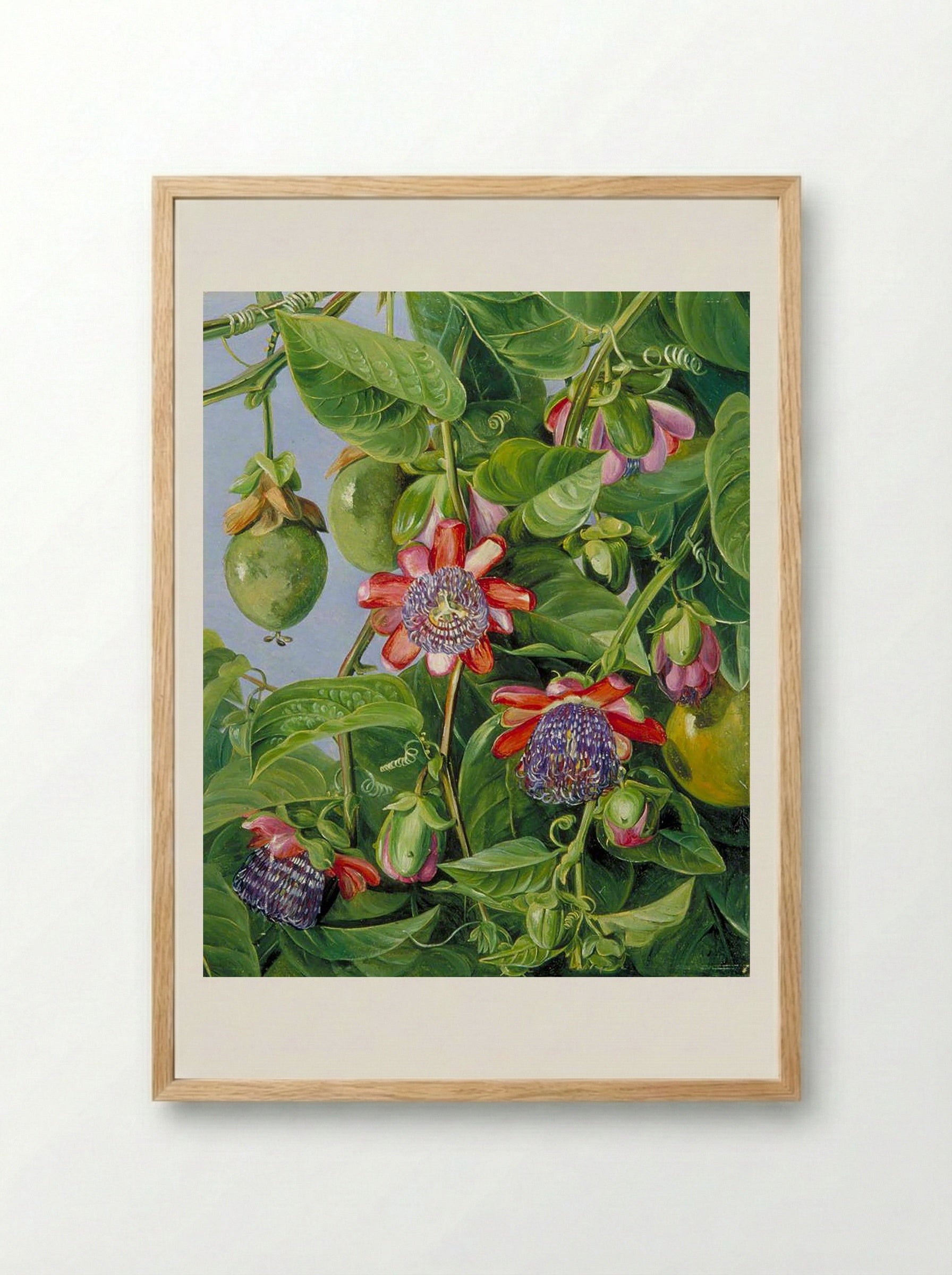 Flowers and Fruit of the Maricojas Passion Flower, Brazil - Marianne North - Framed Print Wood