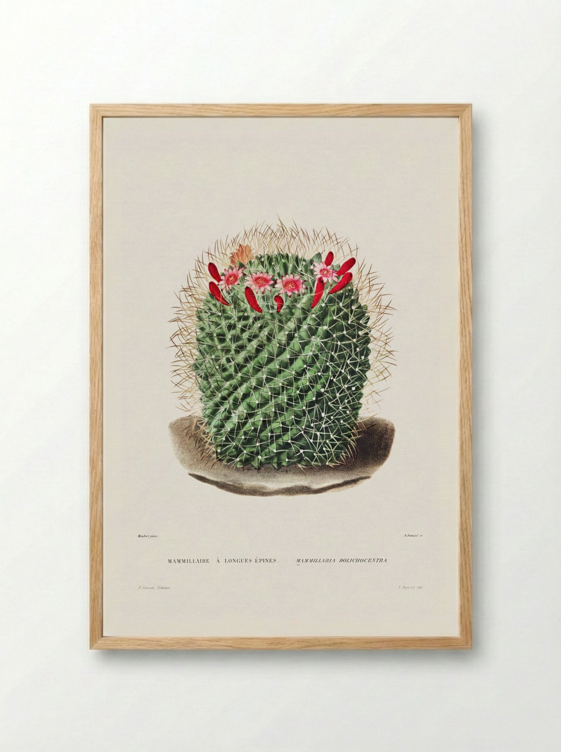 Mammillaria Dolichocentra - Charles Antoine Lemaire - Framed Print Wood