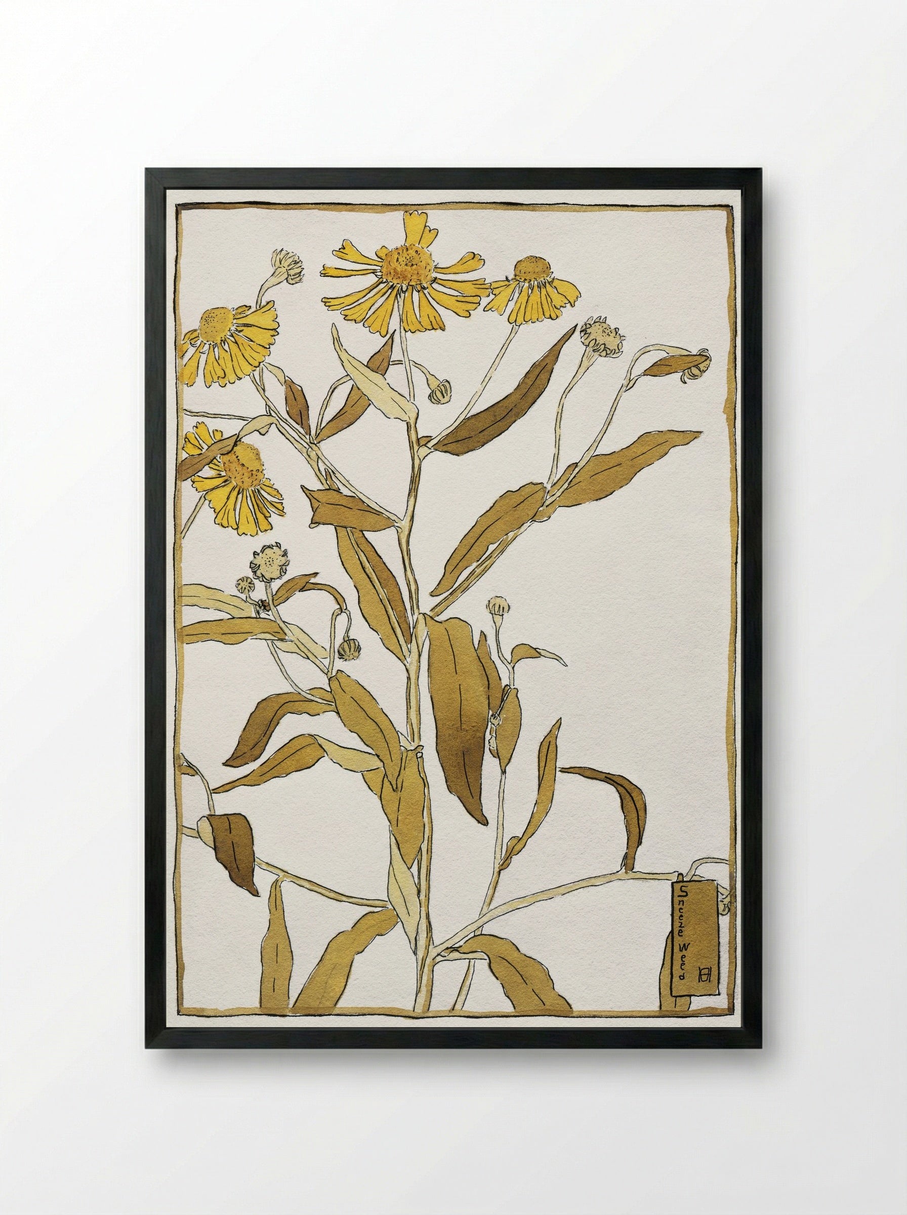 Sneeze weed (1915) - Hannah Borger Overbeck - Framed Print Black