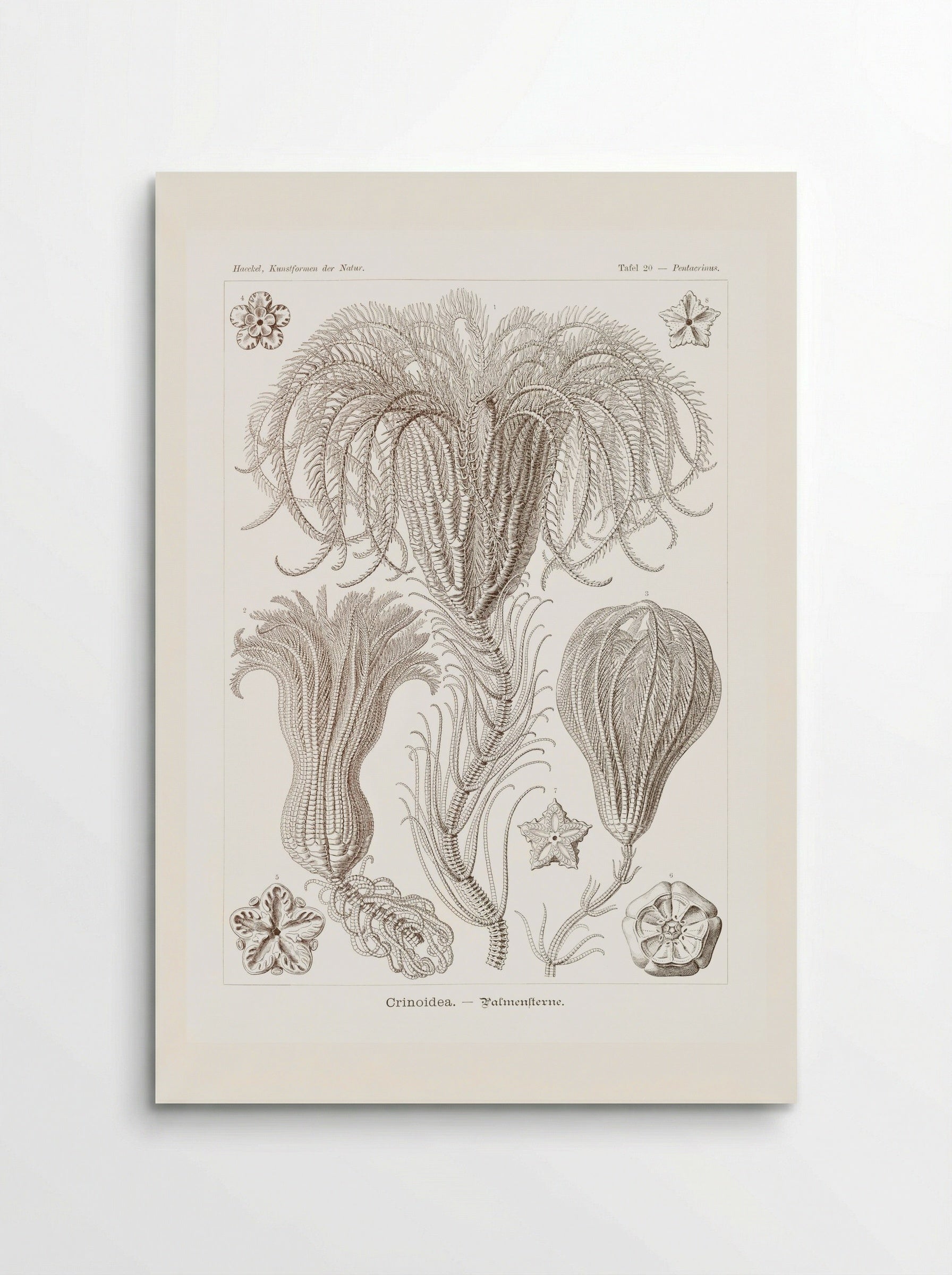 Crinoidea-Palmensterne (1904) - Ernst Haeckel - Poster