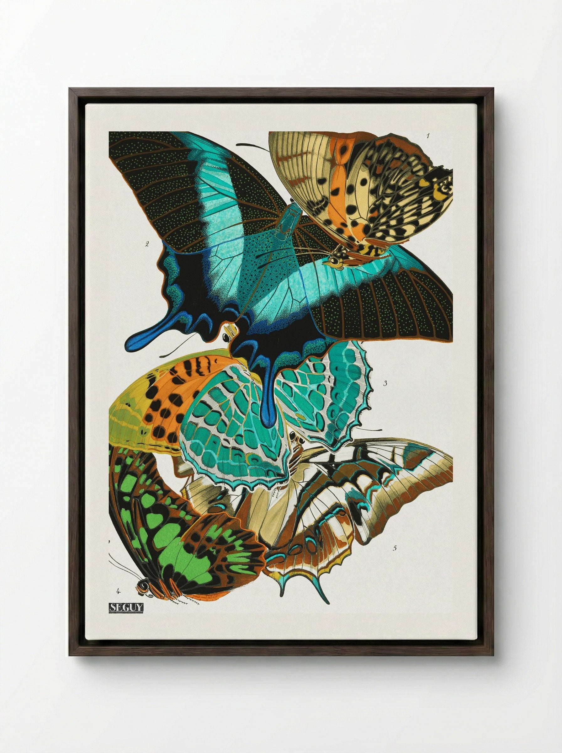 Butterflies (Plate 13) - Eugène Alain Séguy - Framed Canvas Dark Wood