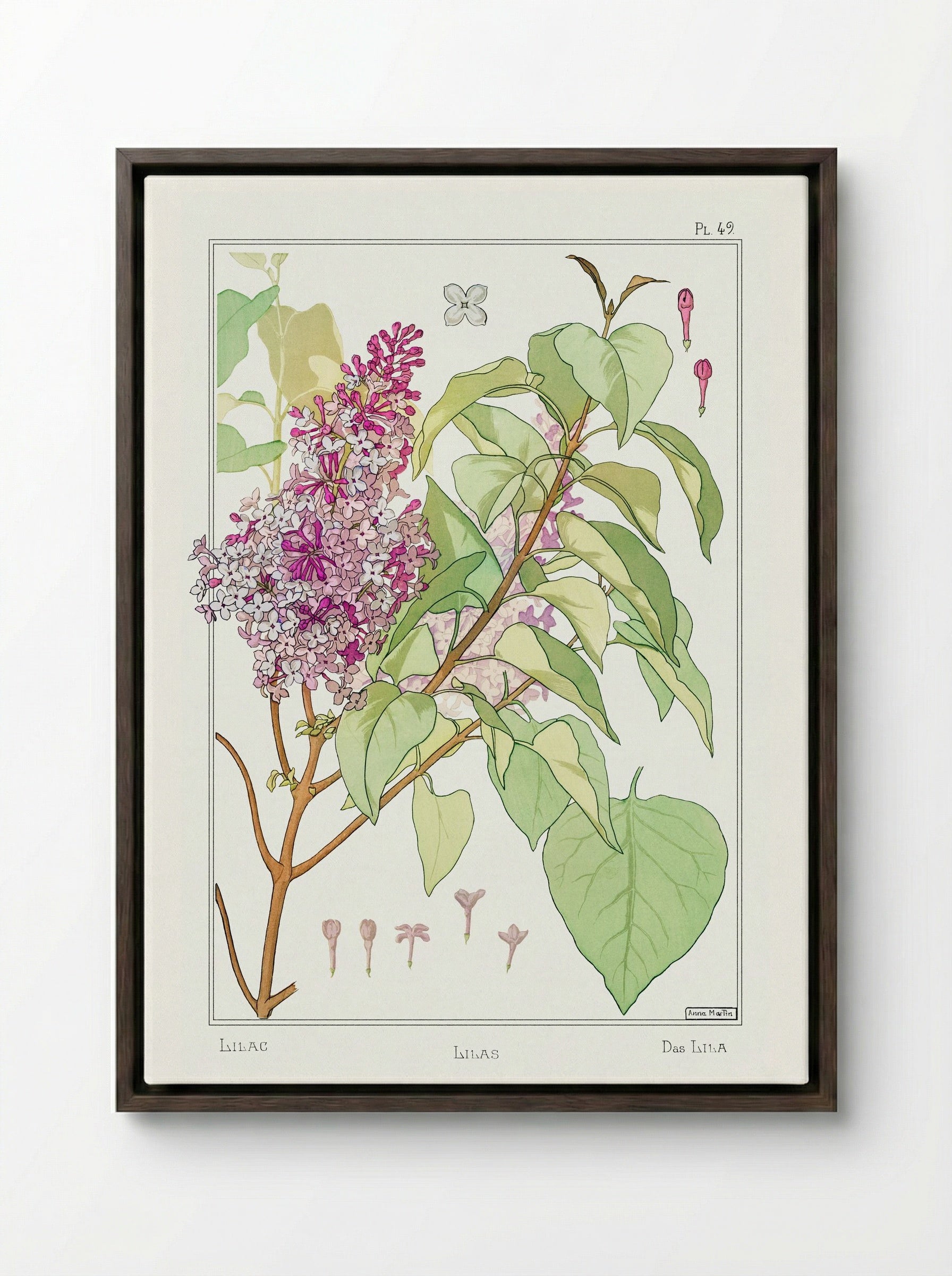 Lilas (Lilac) from La Plante et ses Applications ornementales - Maurice Pillard Verneuil - Framed Canvas Dark Wood