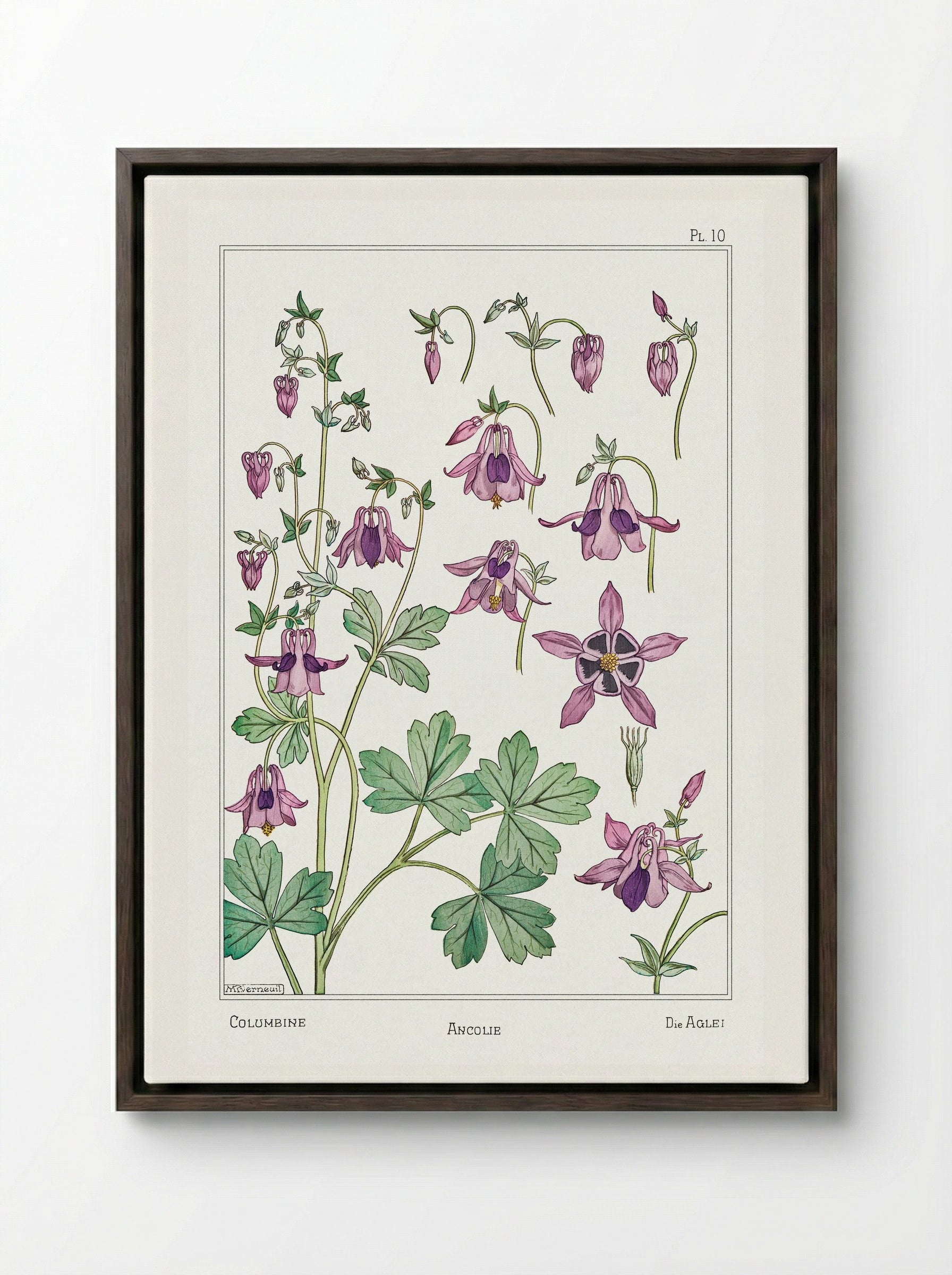 Ancolie (Columbine) from La Plante et ses Applications ornementales - Maurice Pillard Verneuil - Framed Canvas Dark Wood