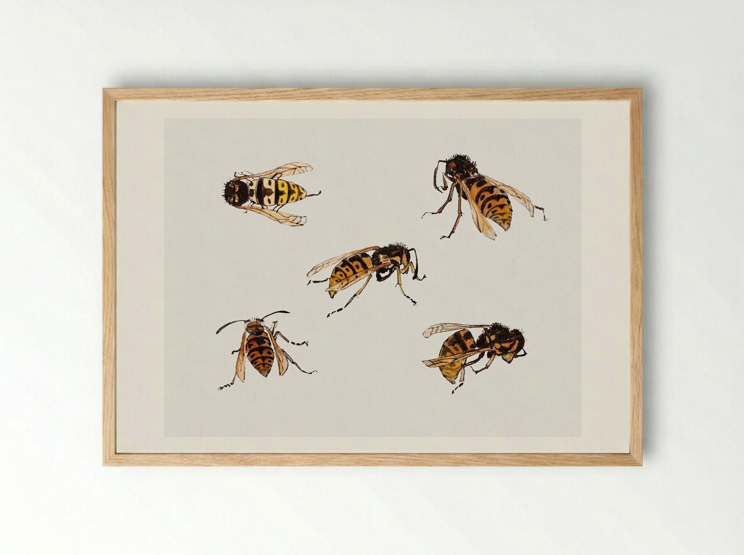 Studies of Wasps - Julie de Graag - Framed Print Wood