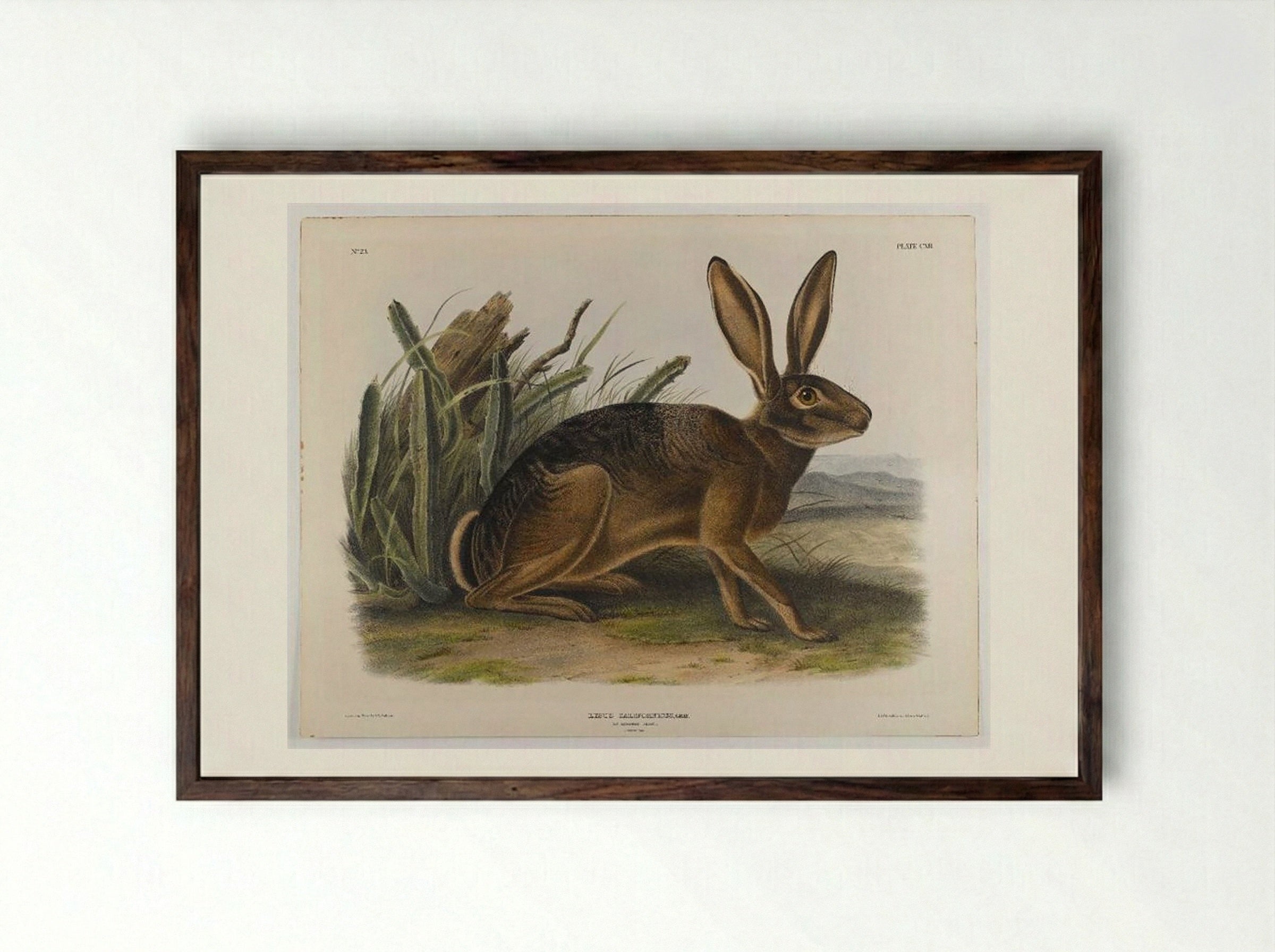 California Hare - John James Audubon - Framed Print Dark Wood