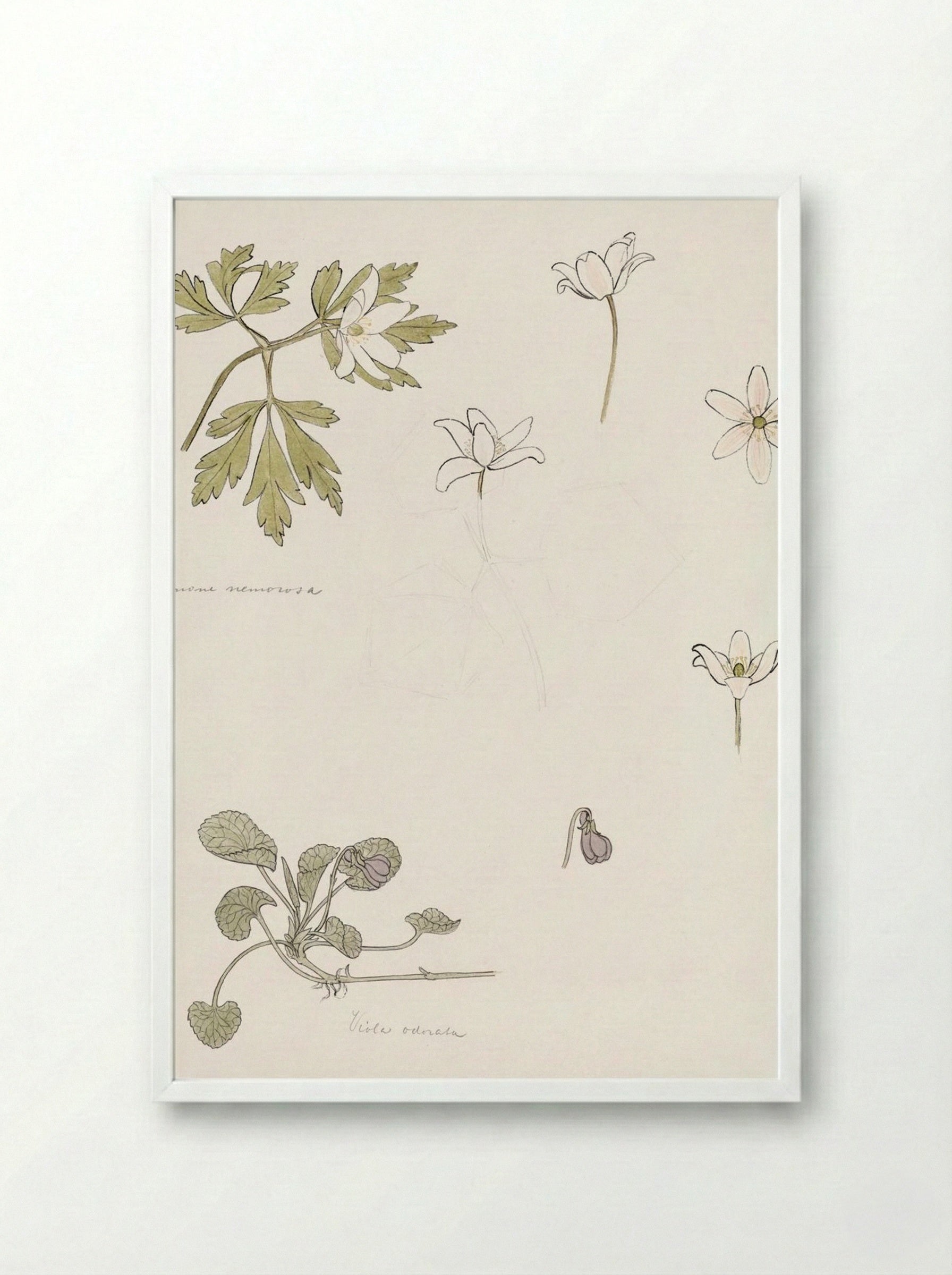 Sketches of Wood Anemone and Sweet Violet - Julie de Graag - Framed Print White
