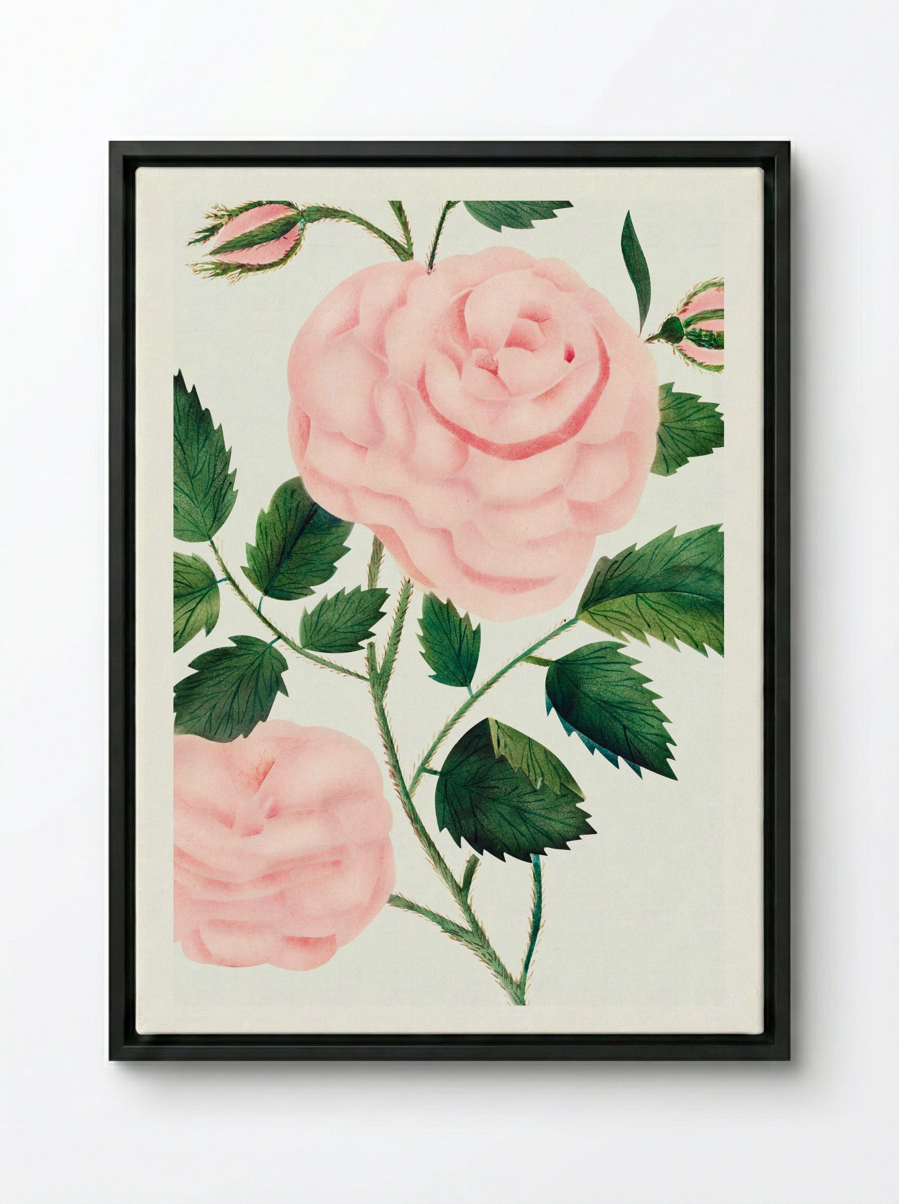 Damask Rose - Mary Altha Nims - Framed Canvas Black