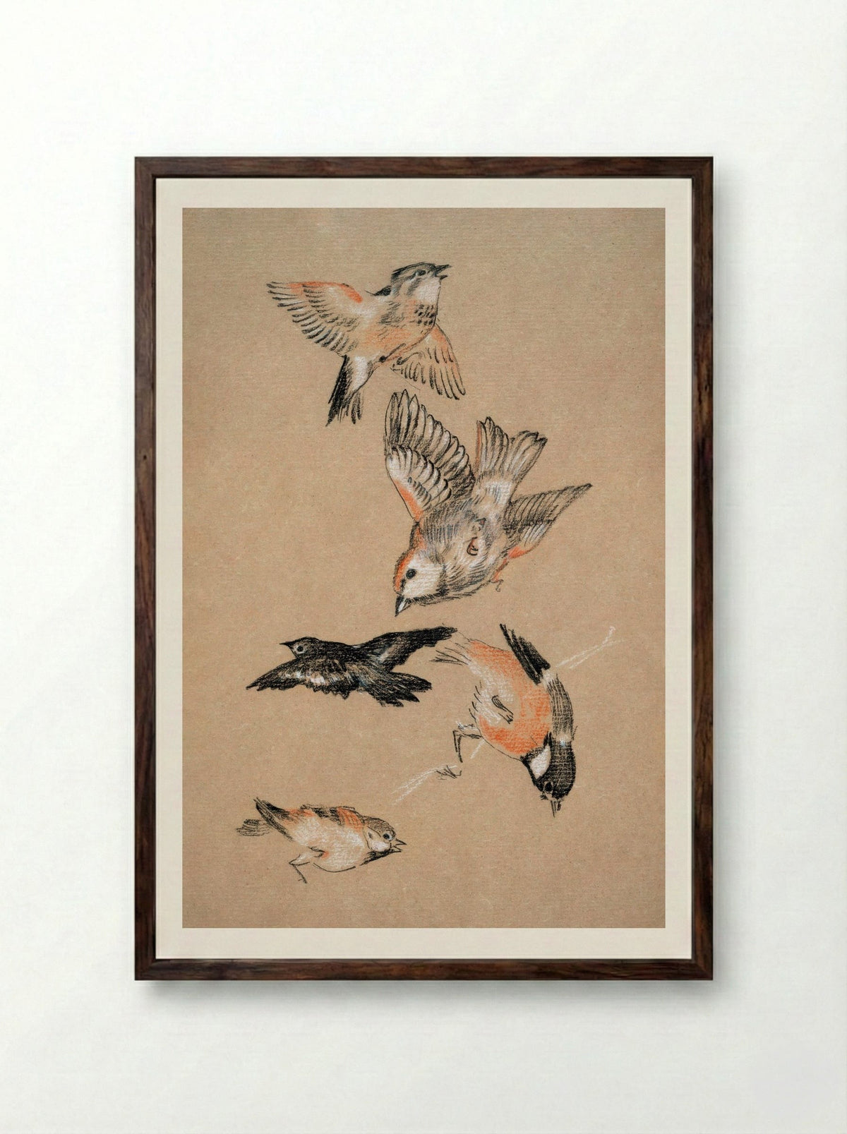 Study of Finches (for 'Love Leading the Pilgrim') - Edward Burne-Jones - Framed Print Dark Wood