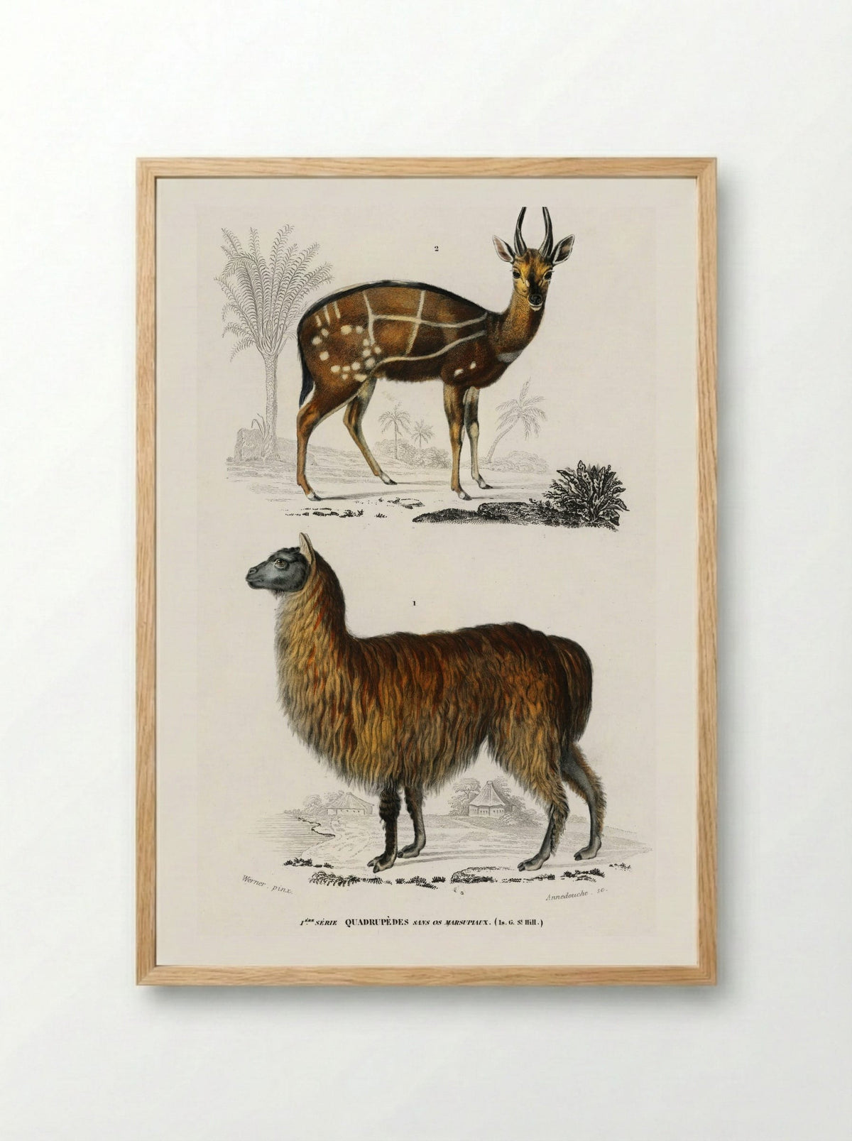 Alpaca and Antilope Guib - Charles Dessalines D'Orbigny - Framed Print Wood