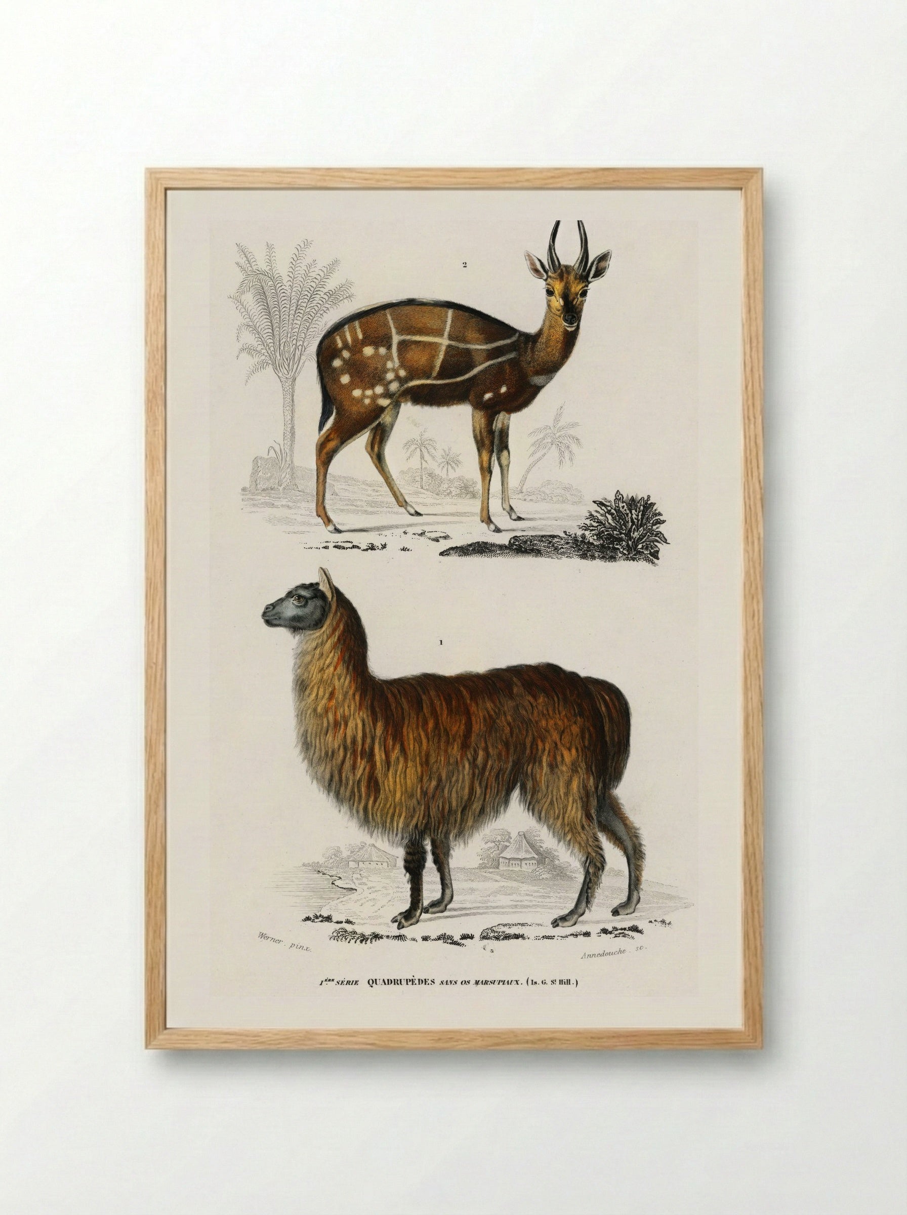 Alpaca and Antilope Guib - Charles Dessalines D'Orbigny - Framed Print Wood